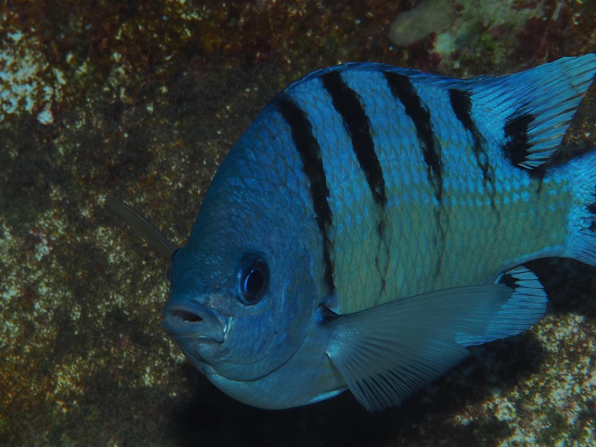 Hawaiian Sergeant (Abudefduf abdominalis)