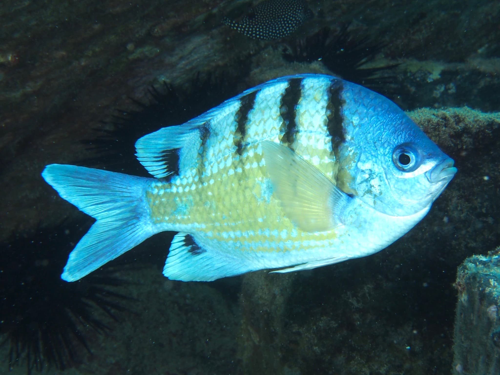 Hawaiian Sergeant (Abudefduf abdominalis)