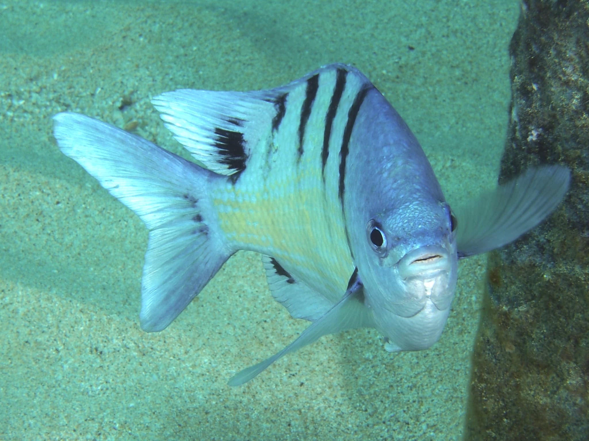 Hawaiian Sergeant (Abudefduf abdominalis)