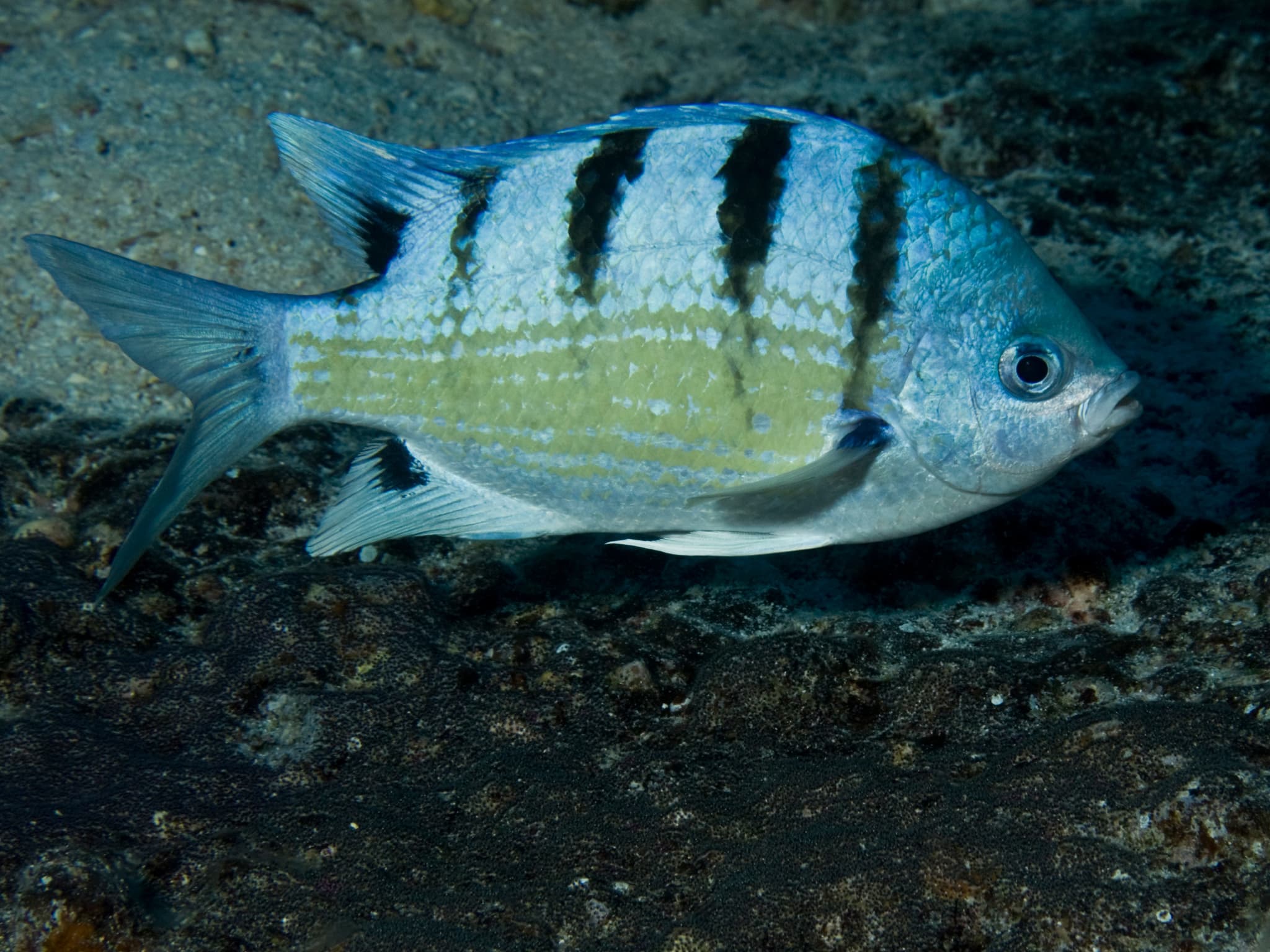 Hawaiian Sergeant (Abudefduf abdominalis)