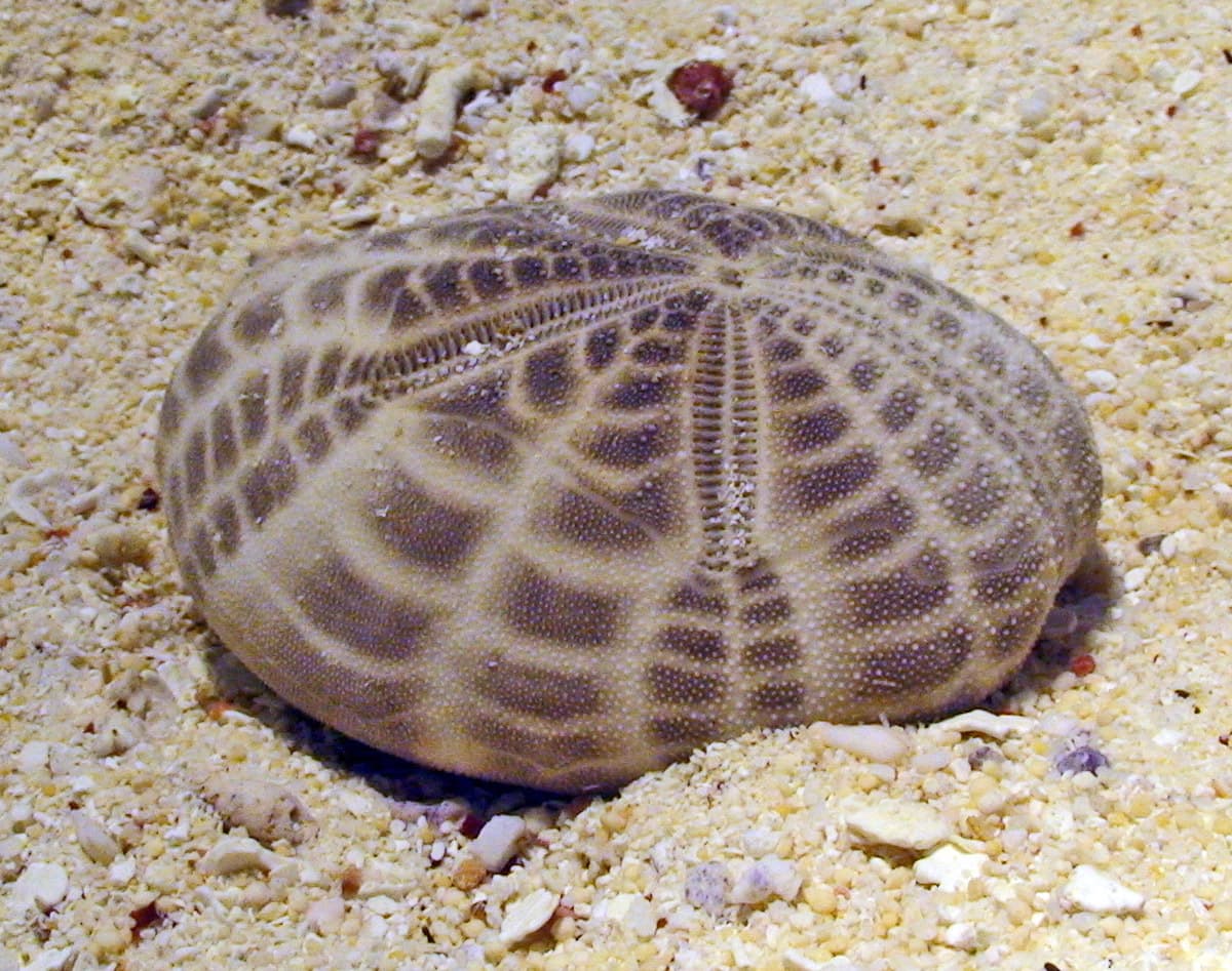 Mauve Heart Urchin (Metalia spatagus)