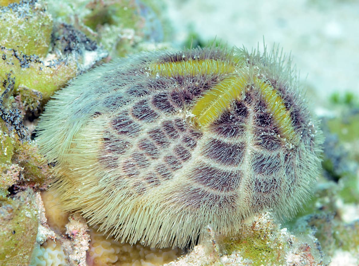 Mauve Heart Urchin (Metalia spatagus)