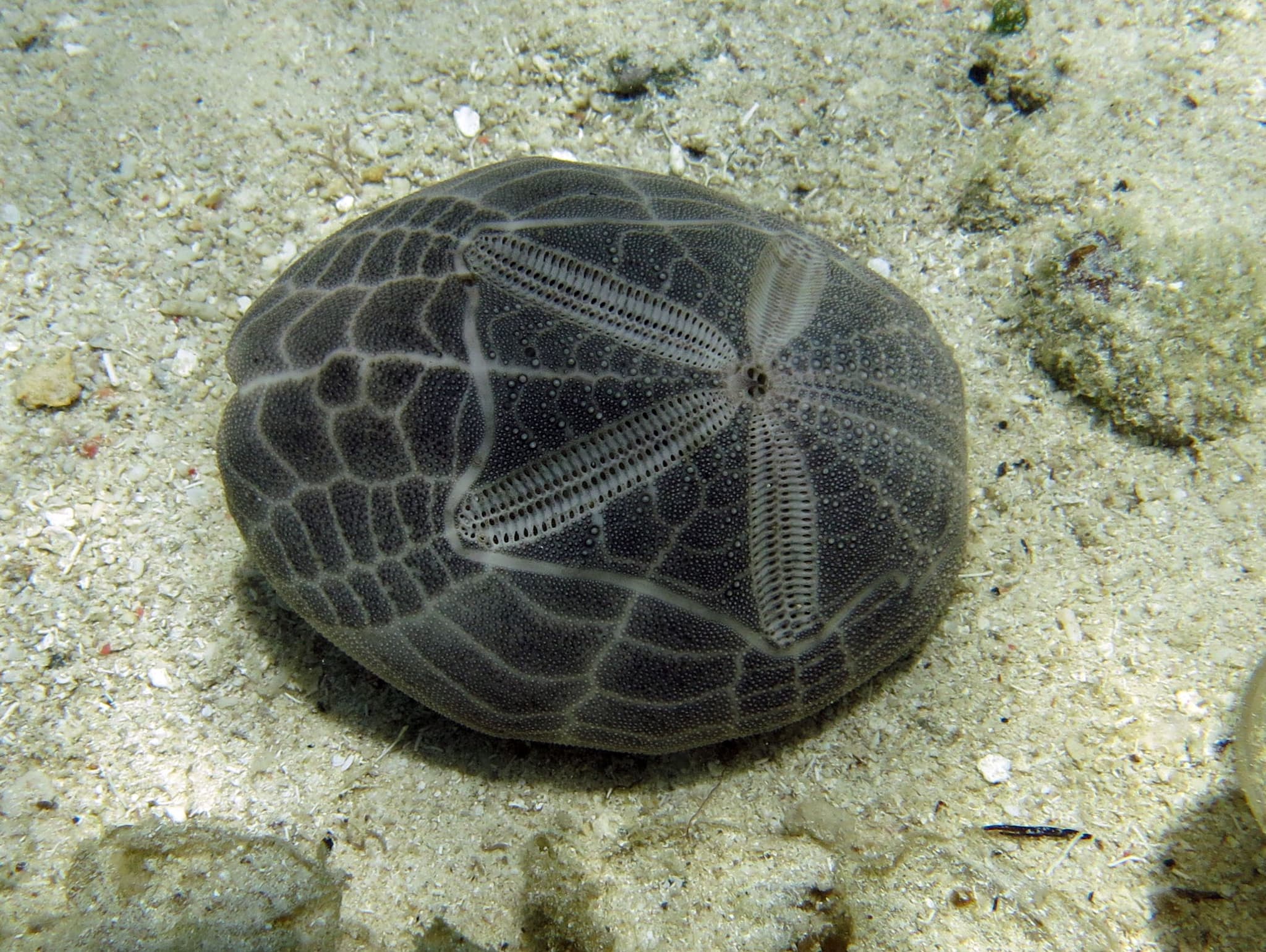 Black Mauve Heart Urchin (Metalia spatagus)