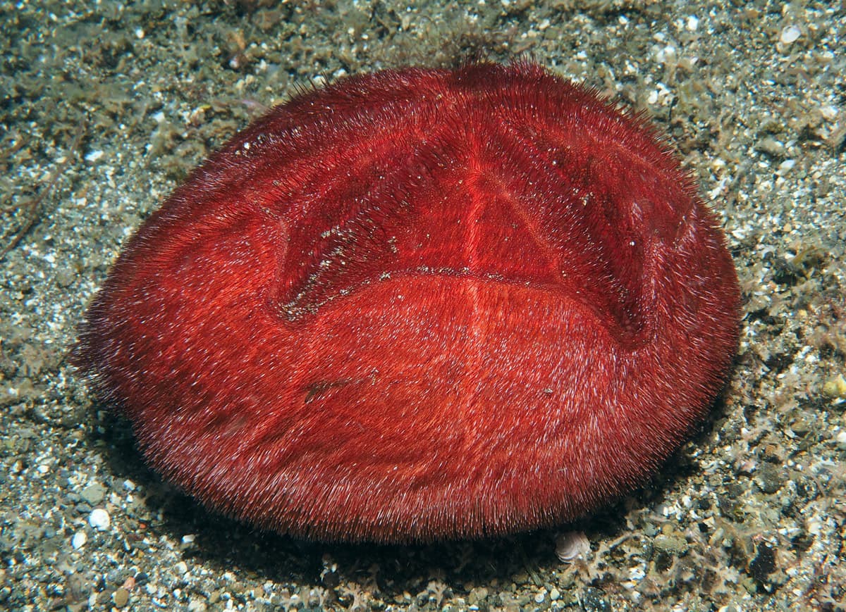 Red Mauve Heart Urchin (Metalia spatagus)