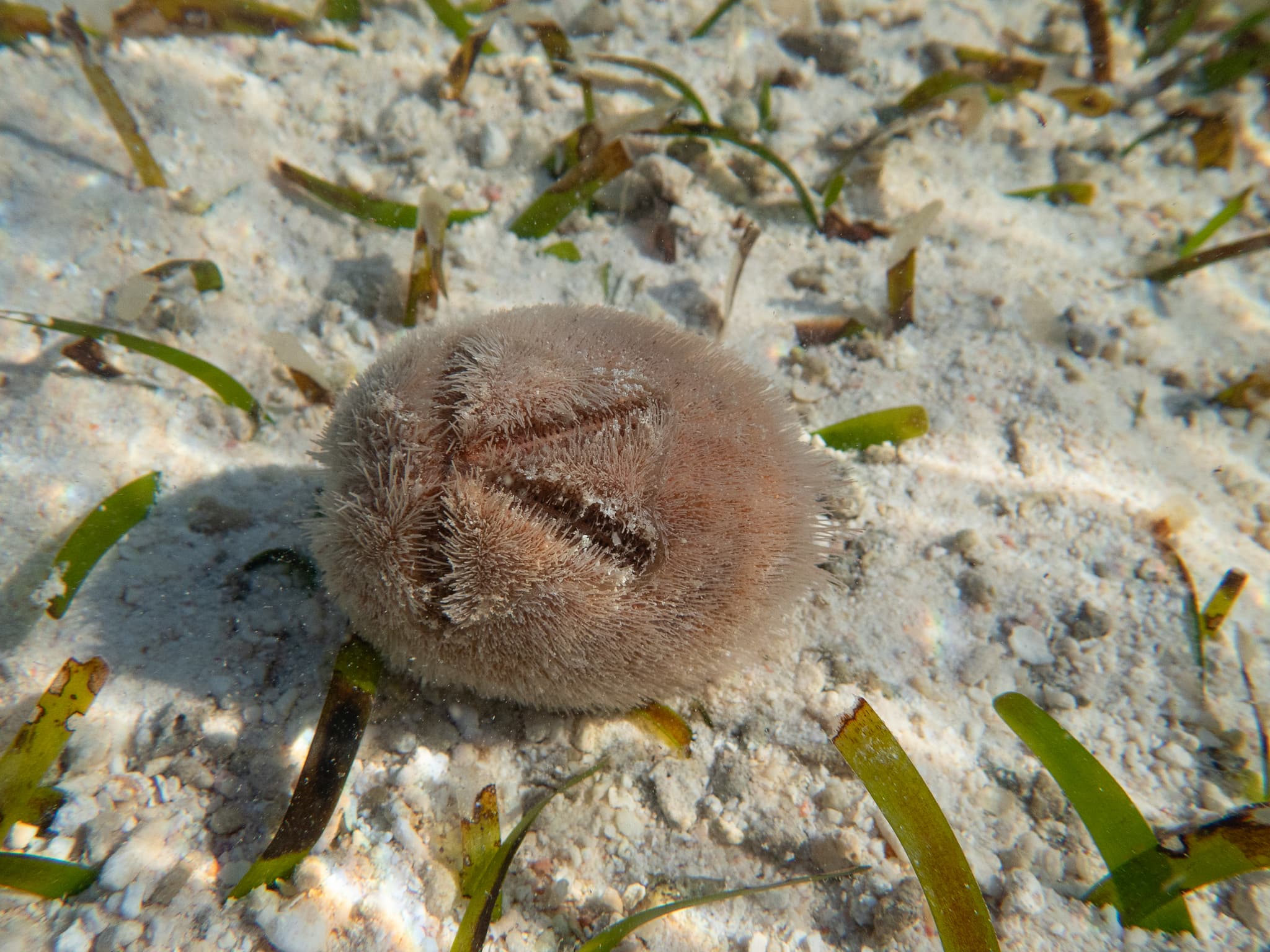 Mauve Heart Urchin (Metalia spatagus)