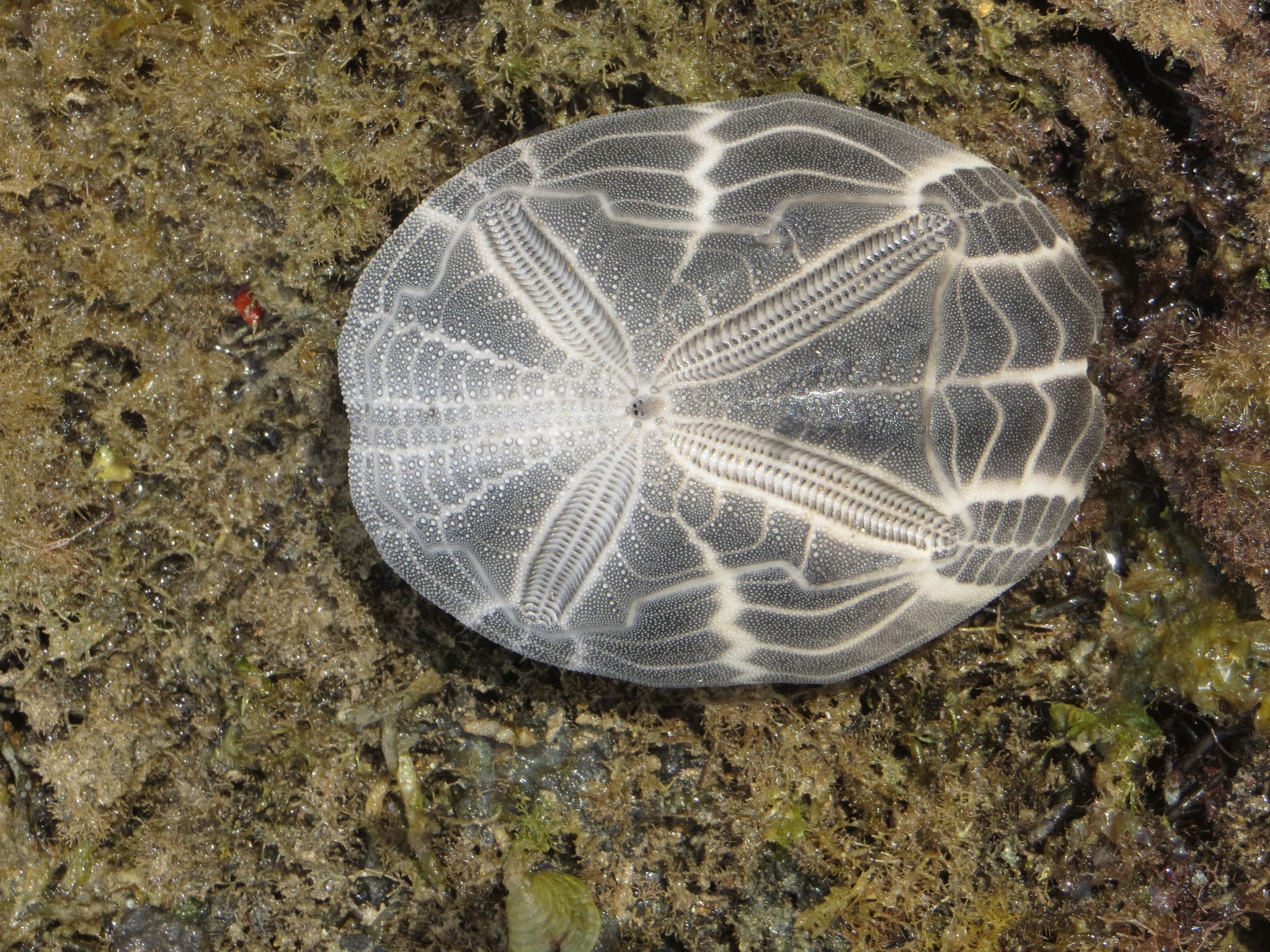 Mauve Heart Urchin (Metalia spatagus)