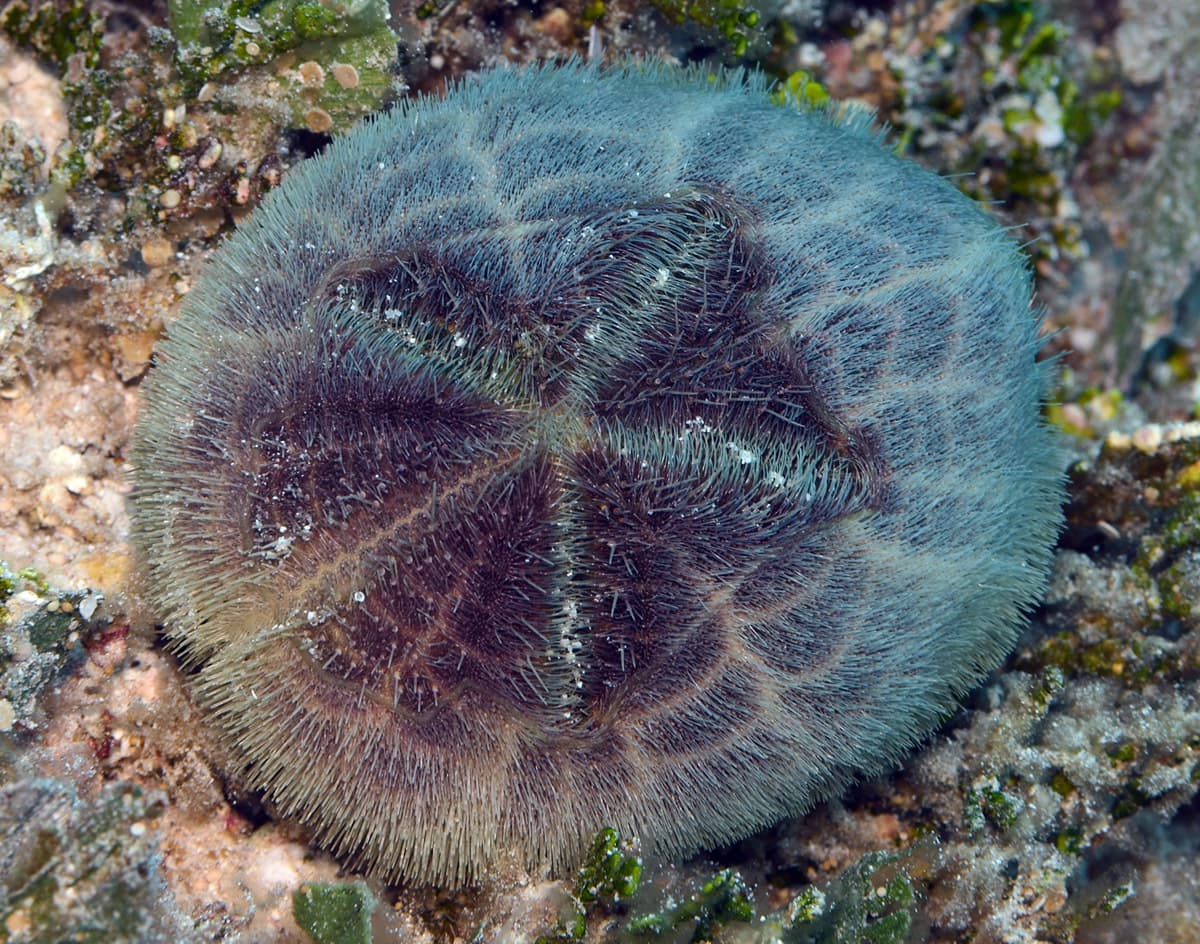 Mauve Heart Urchin (Metalia spatagus)