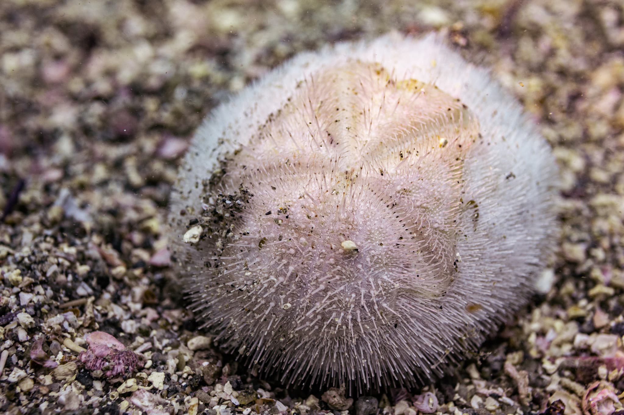 Mauve Heart Urchin (Metalia spatagus)