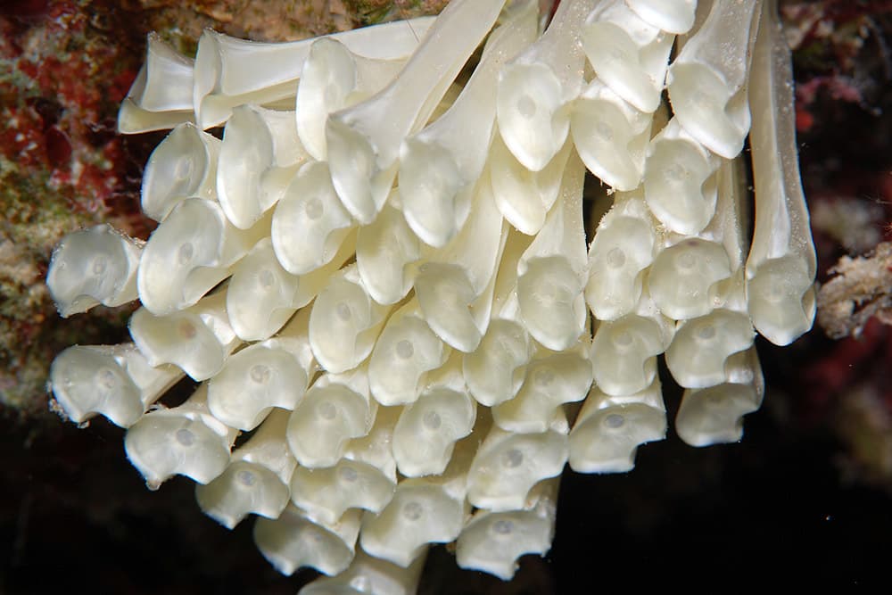 Eggs of the Ramose Murex (Chicoreus ramosus), close up