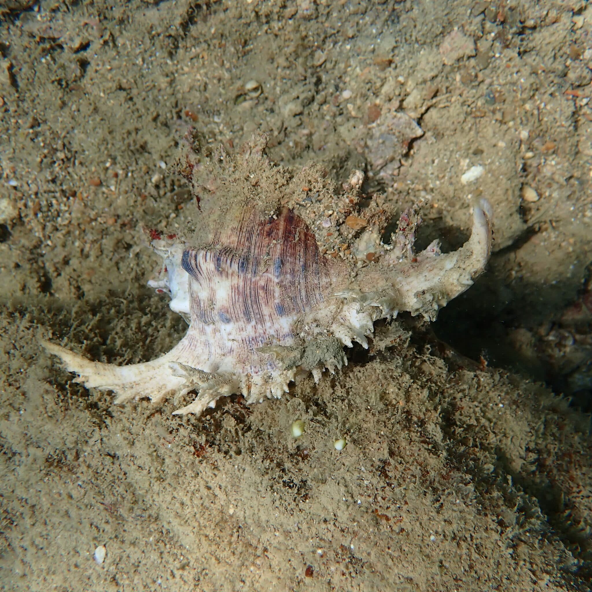 Ramose Murex (Chicoreus ramosus)