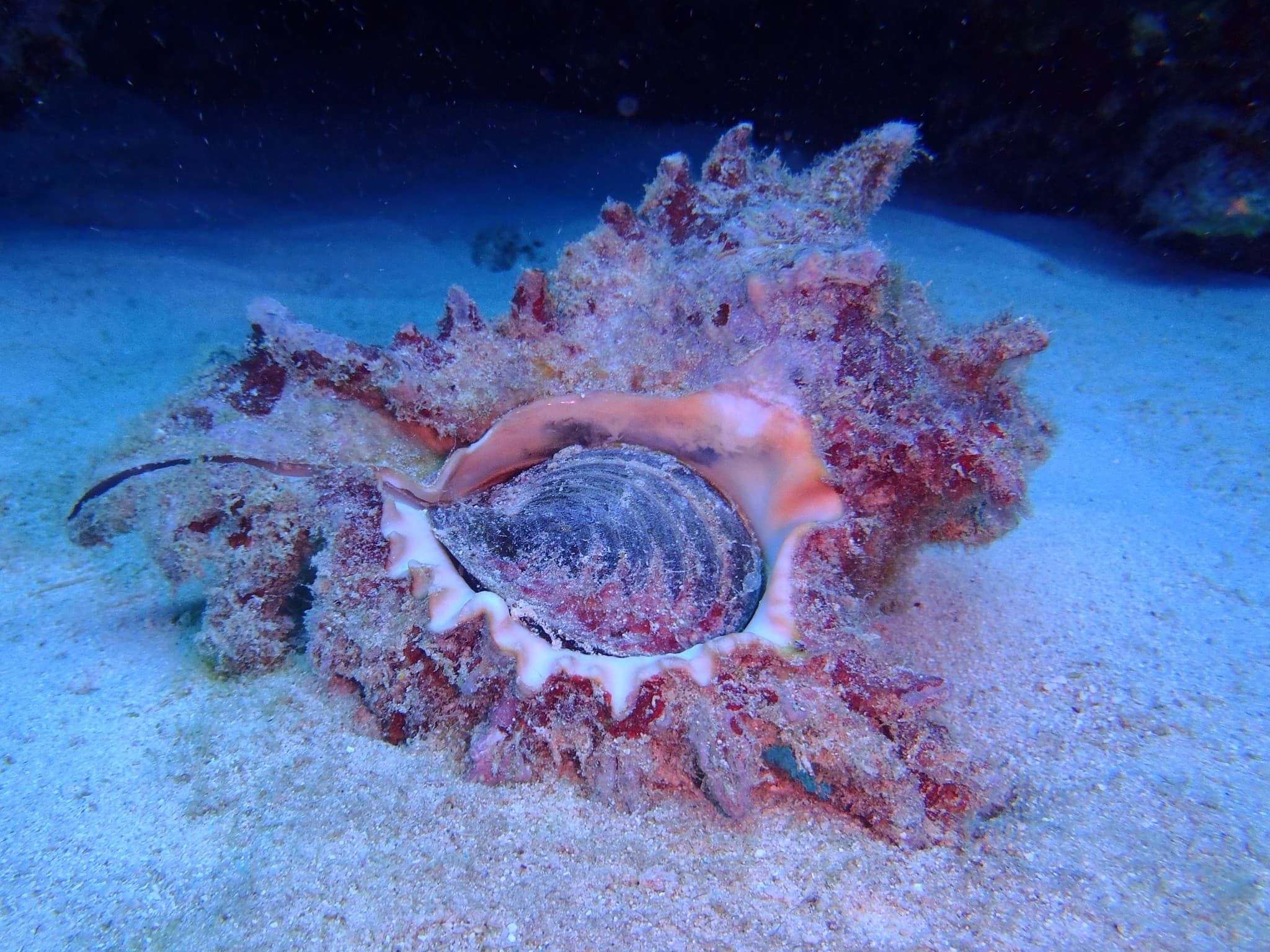 Ramose Murex (Chicoreus ramosus) with operculum visible