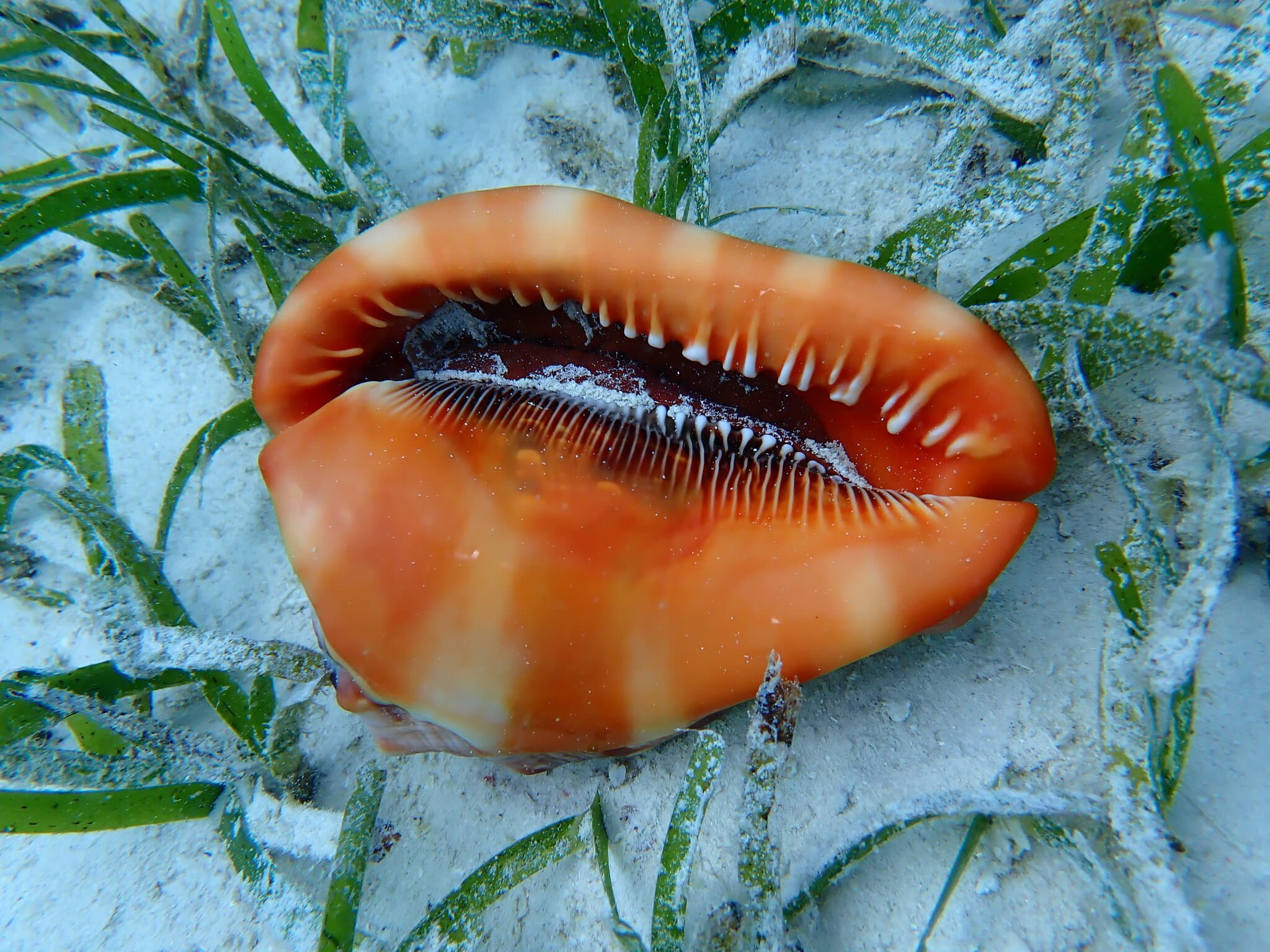 Bullmouth Helmet (Cypraecassis rufa) upside down