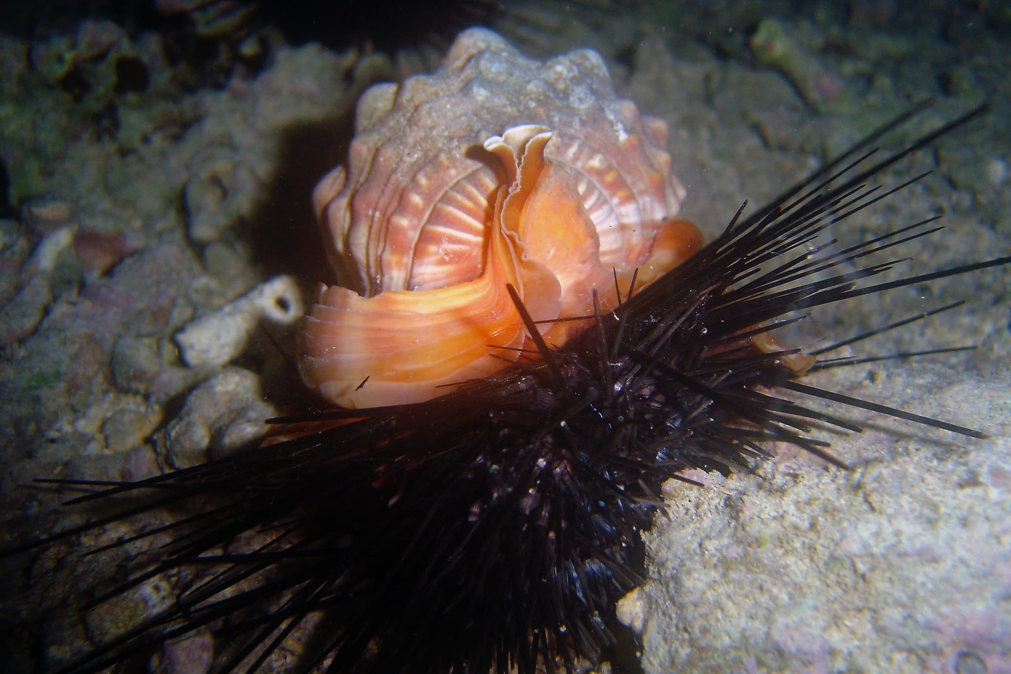 Bullmouth Helmet (Cypraecassis rufa) consuming prey