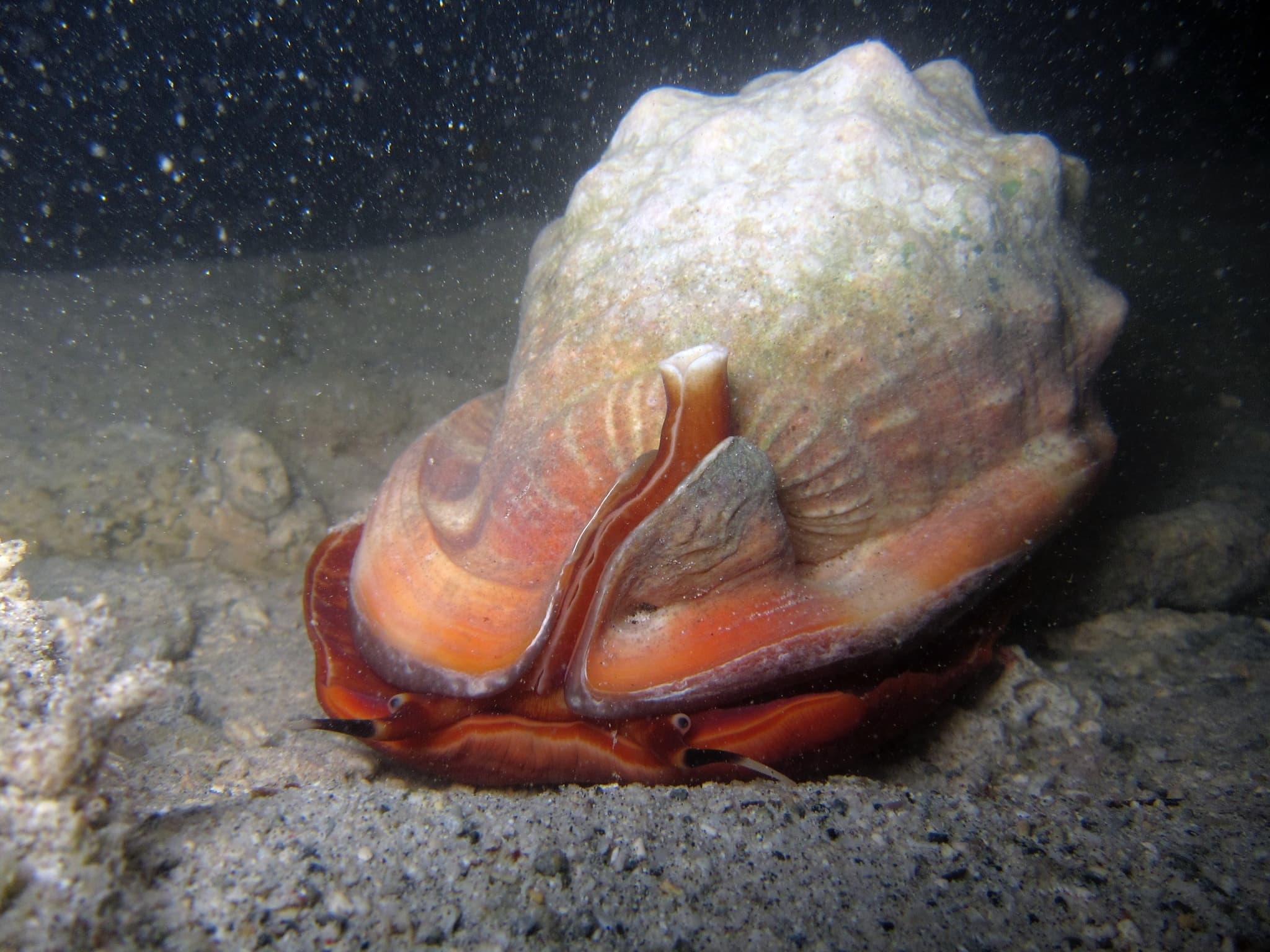 Bullmouth Helmet (Cypraecassis rufa)