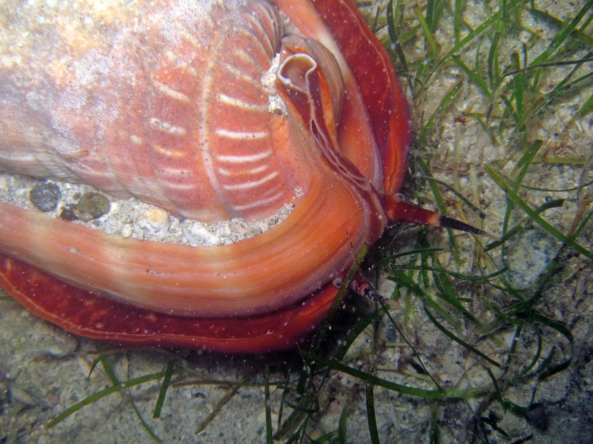 Bullmouth Helmet (Cypraecassis rufa)