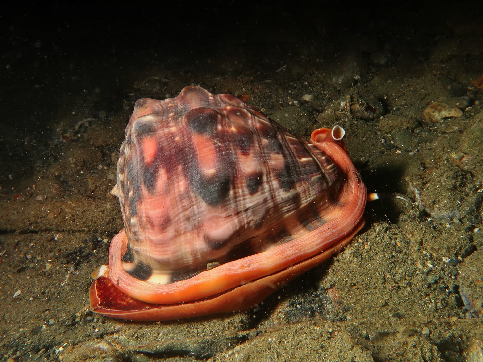 Bullmouth Helmet (Cypraecassis rufa)