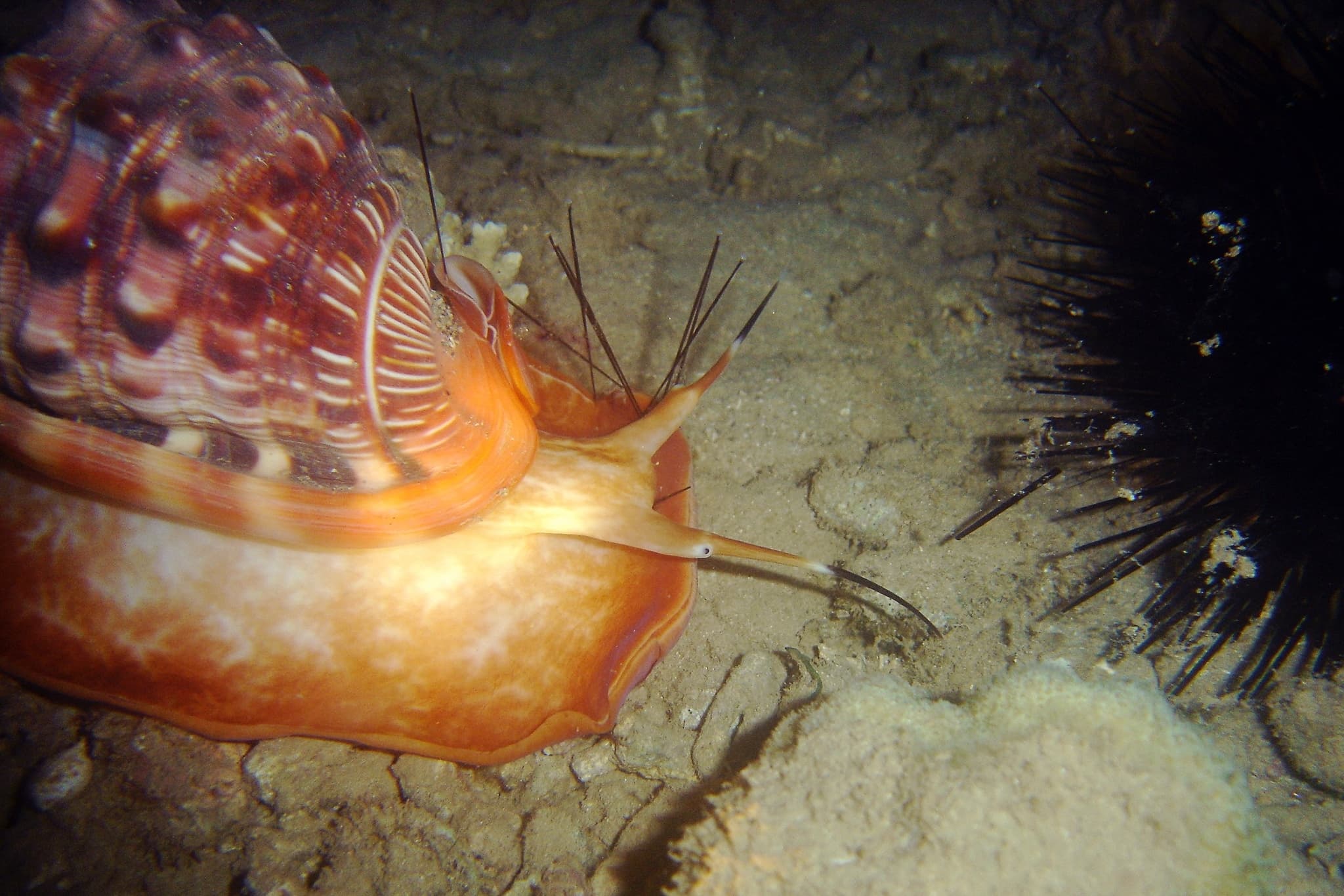 Bullmouth Helmet (Cypraecassis rufa)