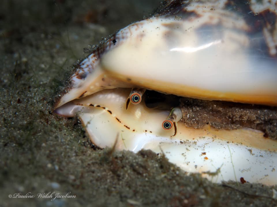 Hawkwing Conch (Lobatus raninus) close up