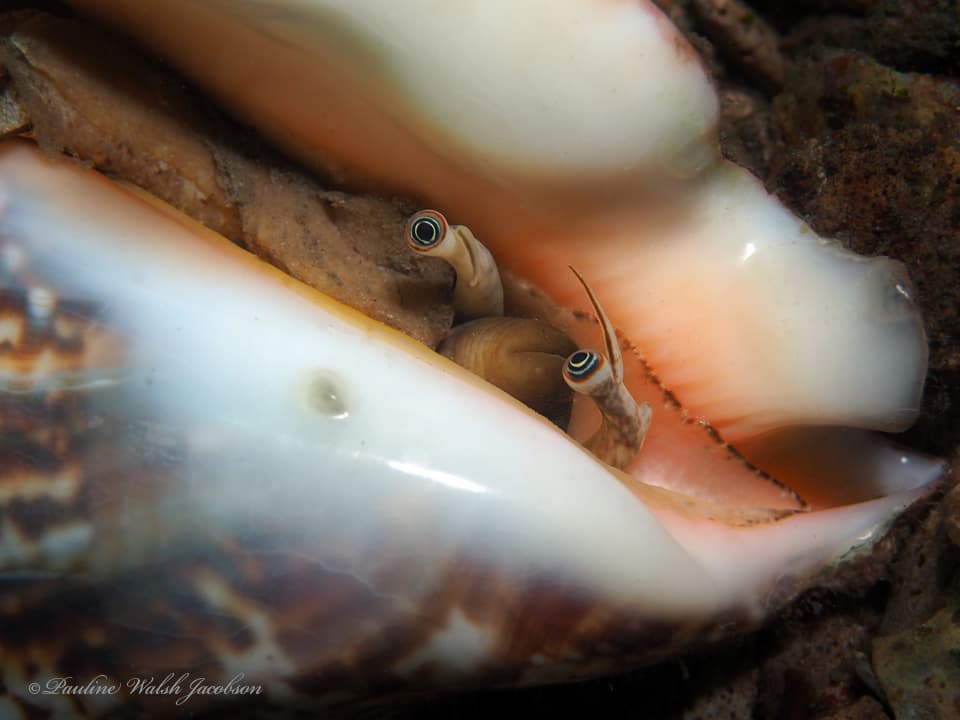 Hawkwing Conch (Lobatus raninus) close up