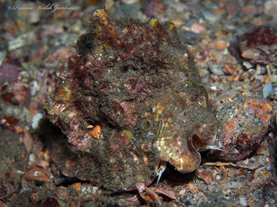 Hawkwing Conch (Lobatus raninus)