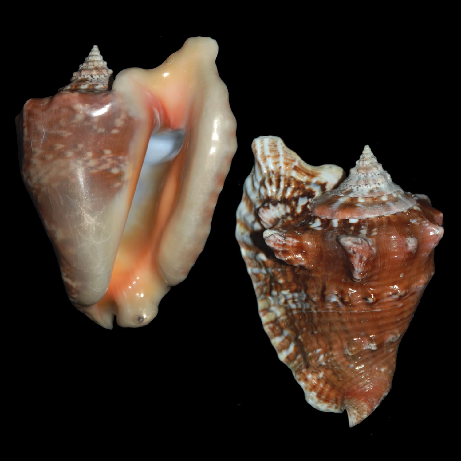 Hawkwing Conch (Lobatus raninus) shells