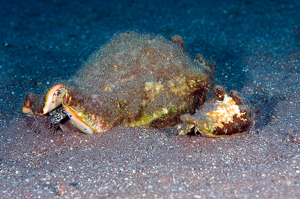 Hawkwing Conch (Lobatus raninus)