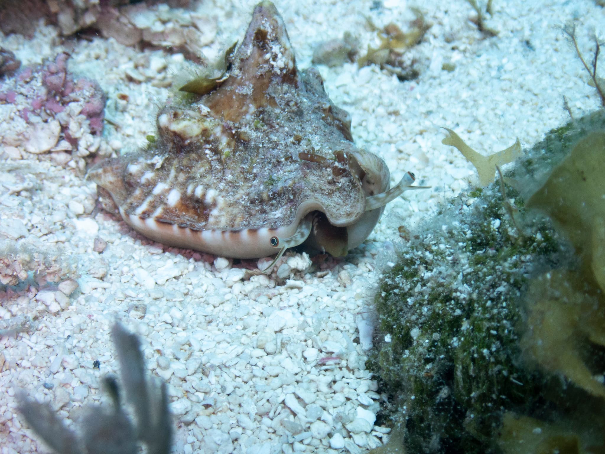 Hawkwing Conch (Lobatus raninus)