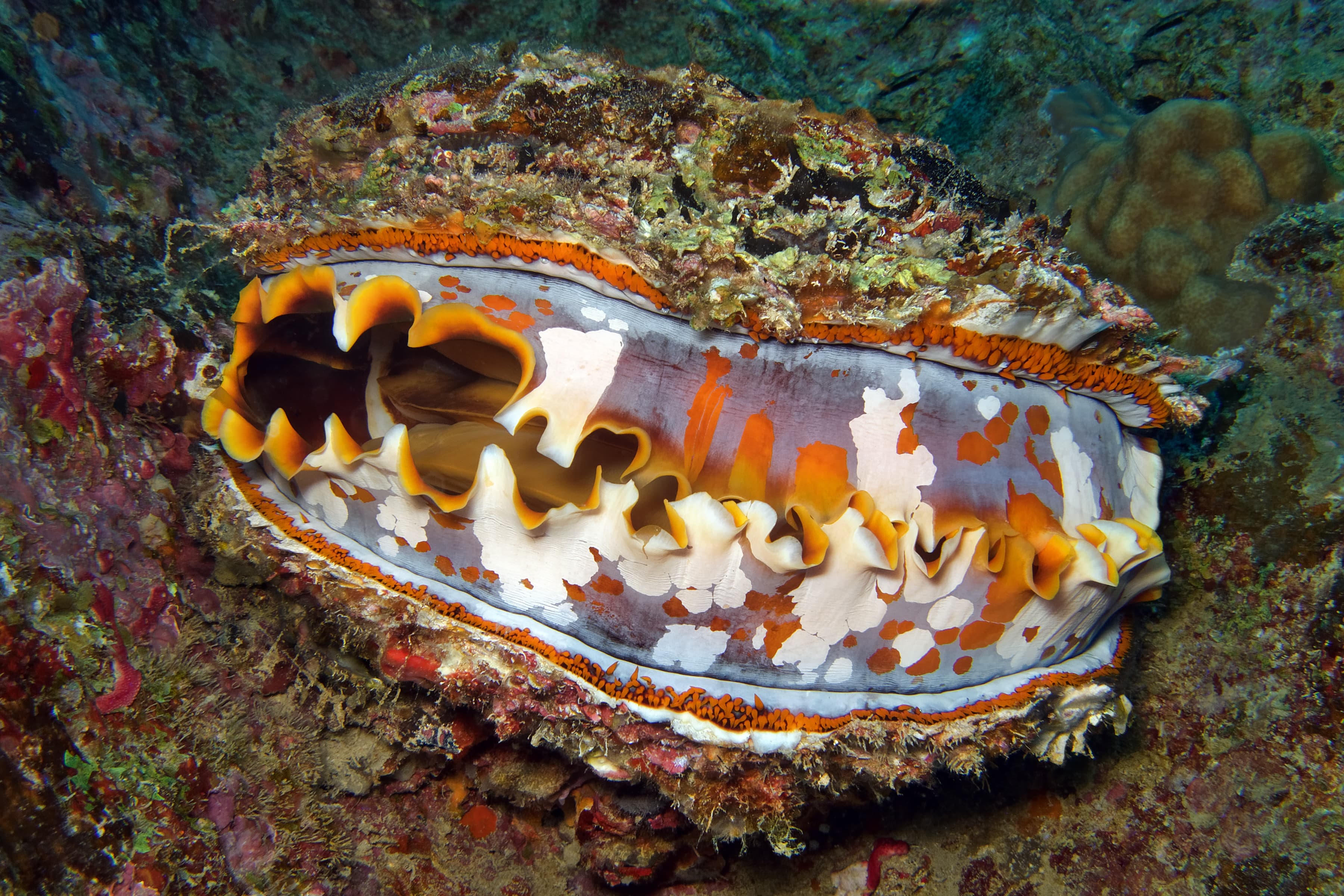 Giant Thorny Oyster (Spondylus varius)