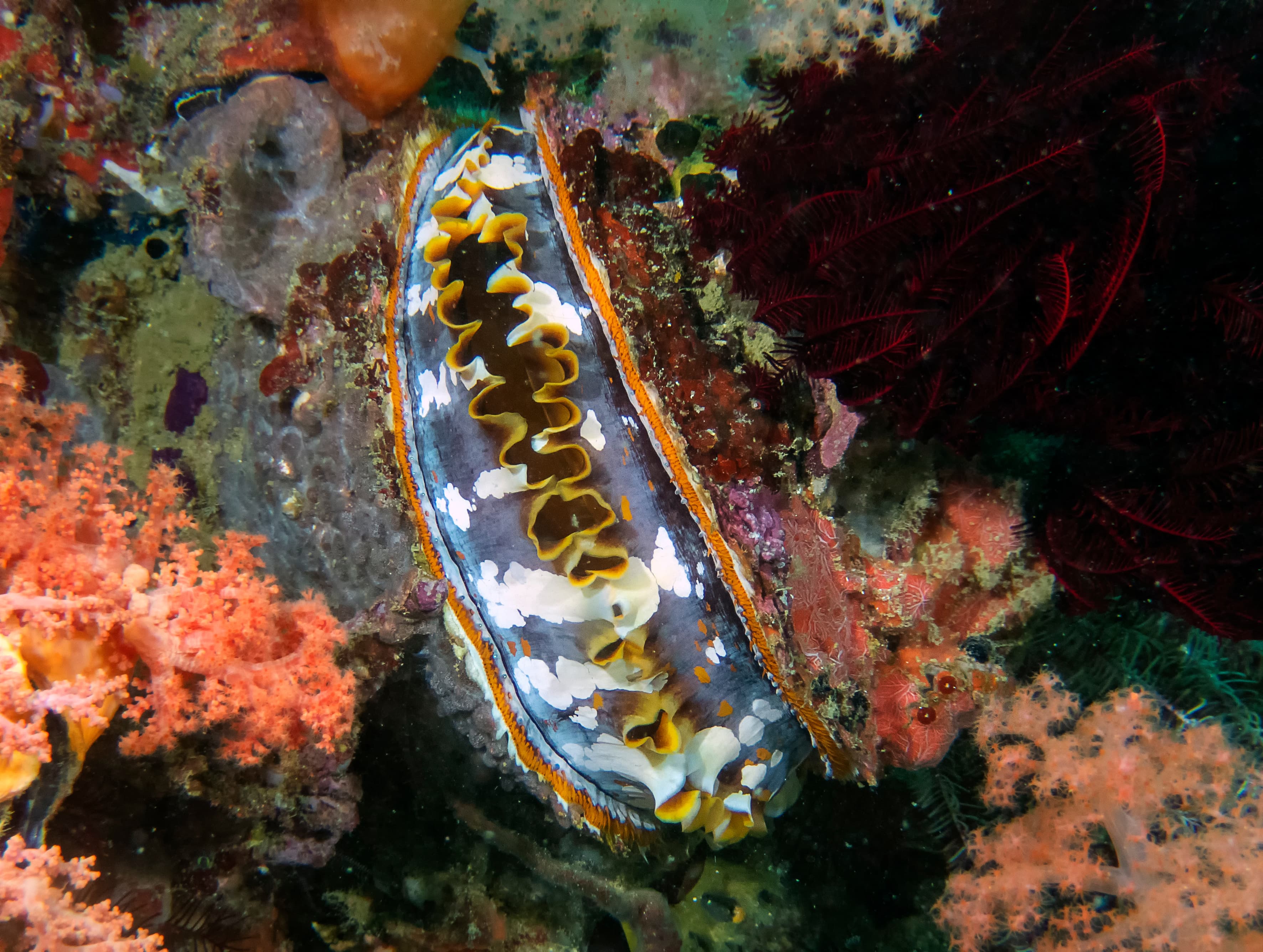 Giant Thorny Oyster (Spondylus varius)