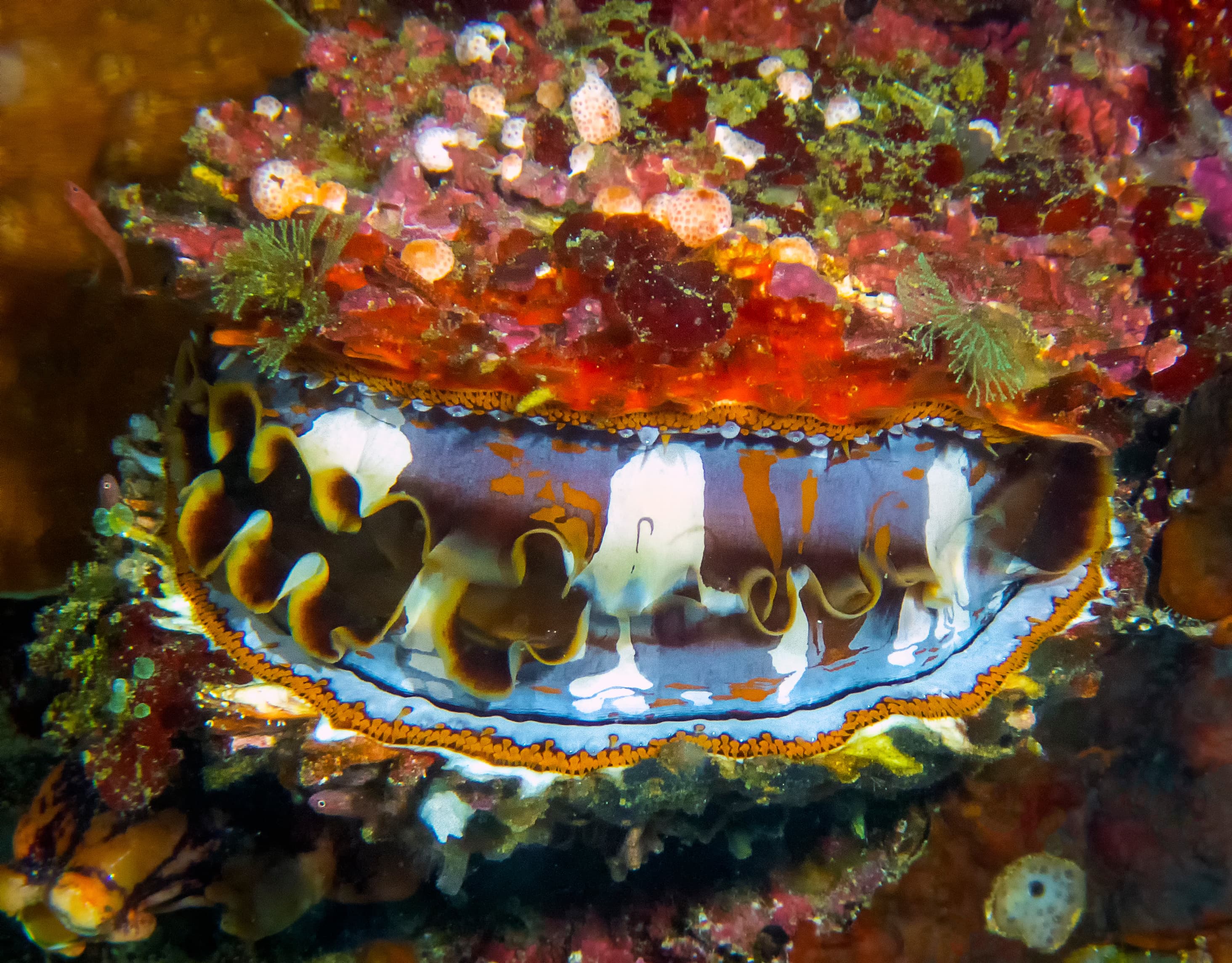 Giant Thorny Oyster (Spondylus varius)