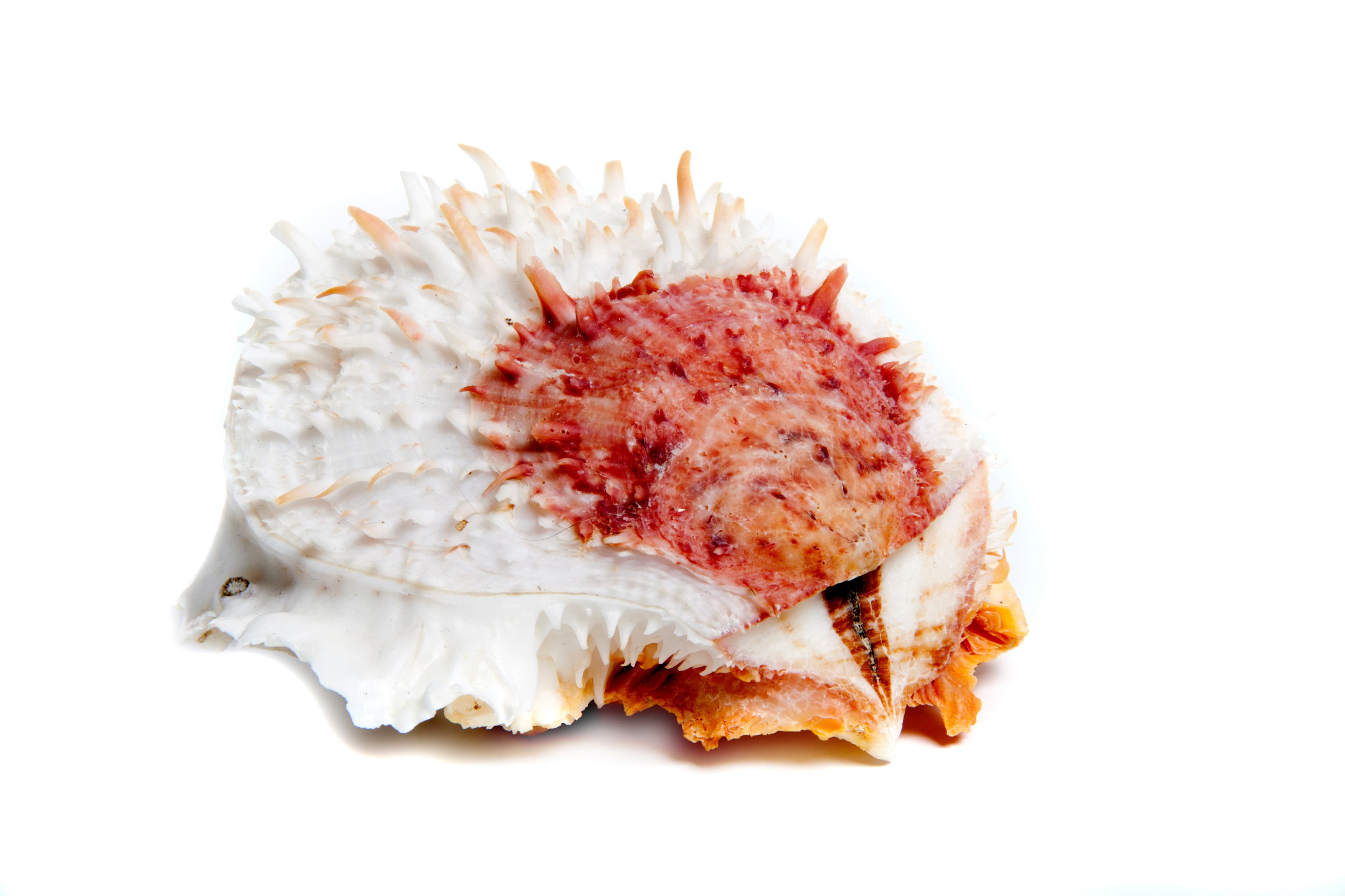 Giant Thorny Oyster (Spondylus varius) shell