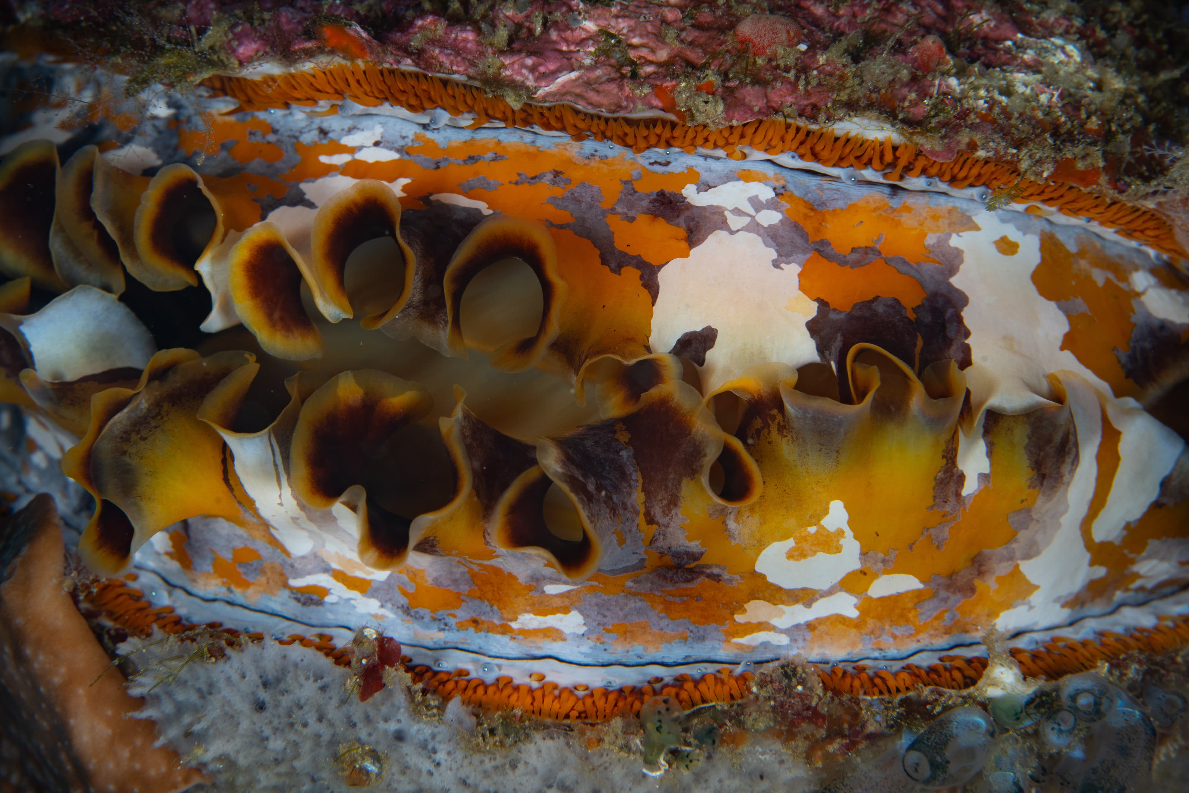 Giant Thorny Oyster (Spondylus varius) on a coral reef drop-off in Raja Ampat, Indonesia