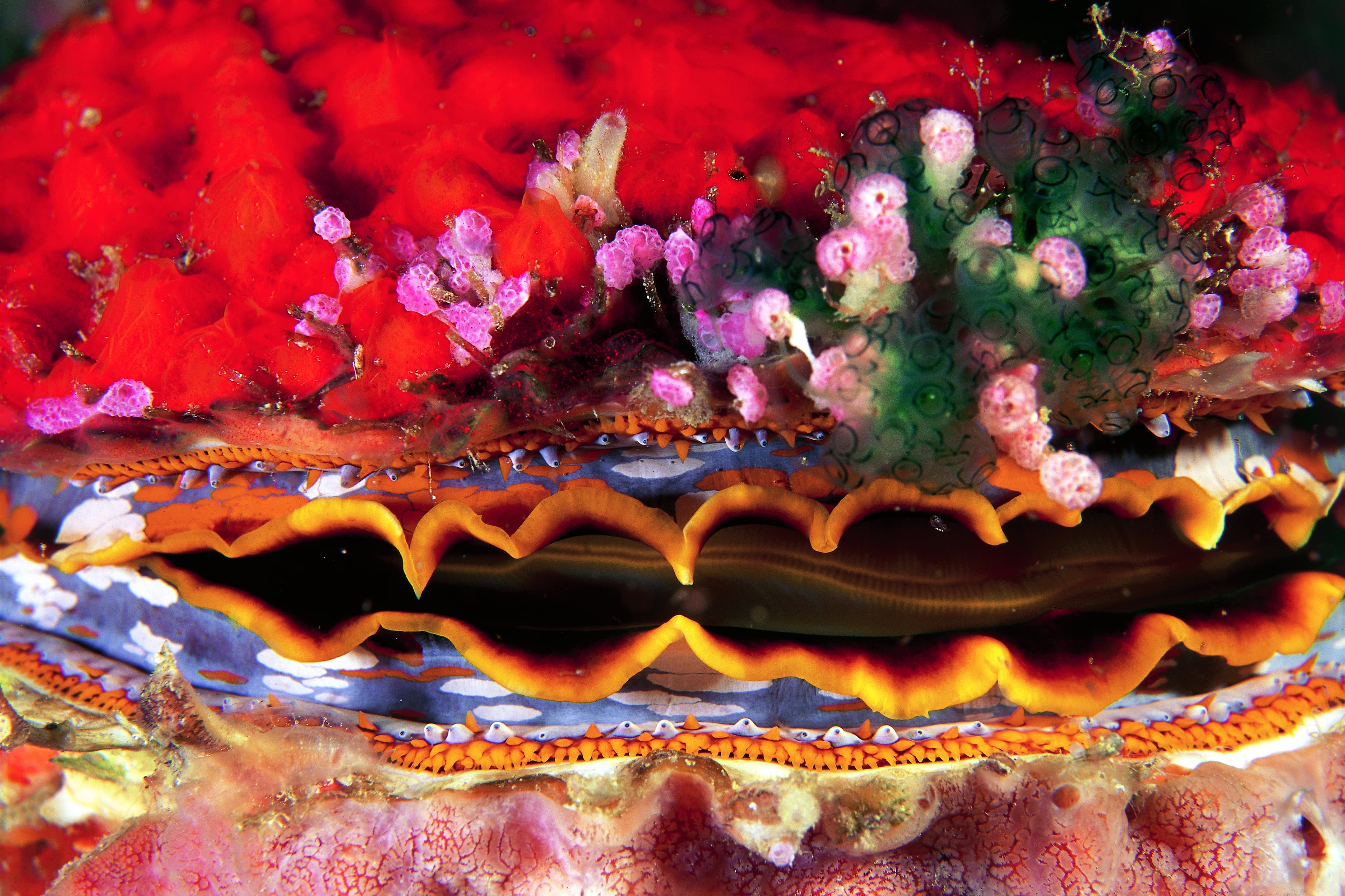 Giant Thorny Oyster (Spondylus varius) covered by encrusting sponges and tunicates. Malaysia, Borneo