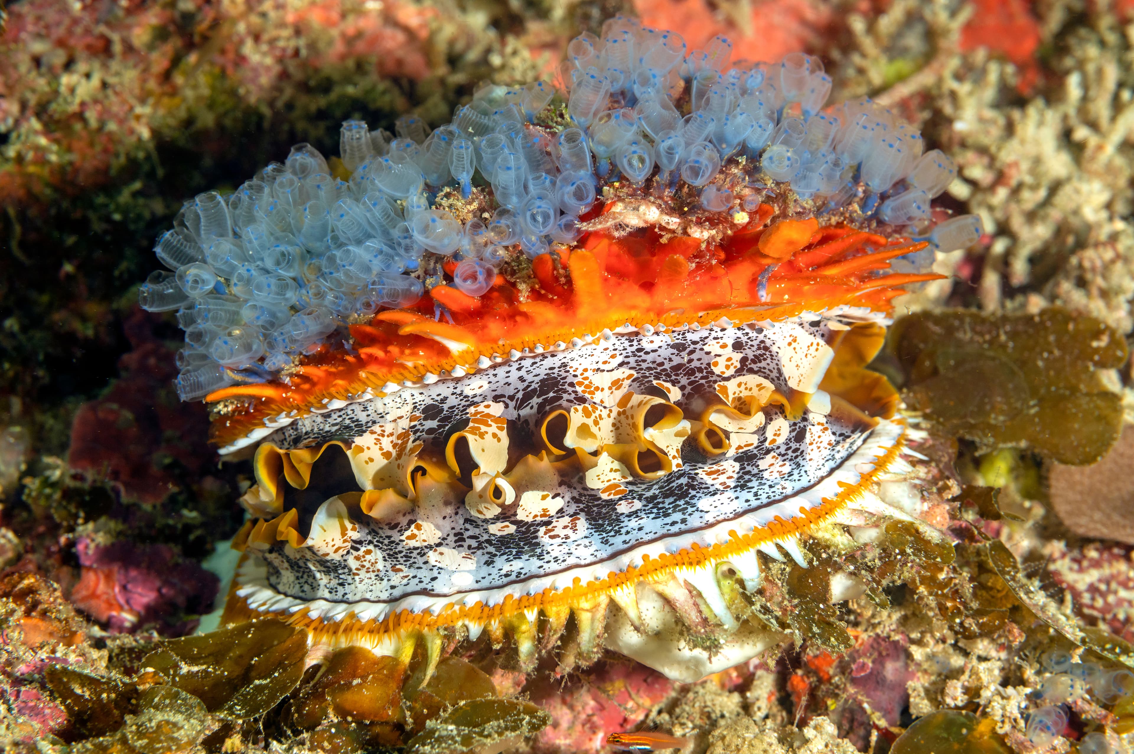 Giant Thorny Oyster (Spondylus varius), Raja Ampat Indonesia