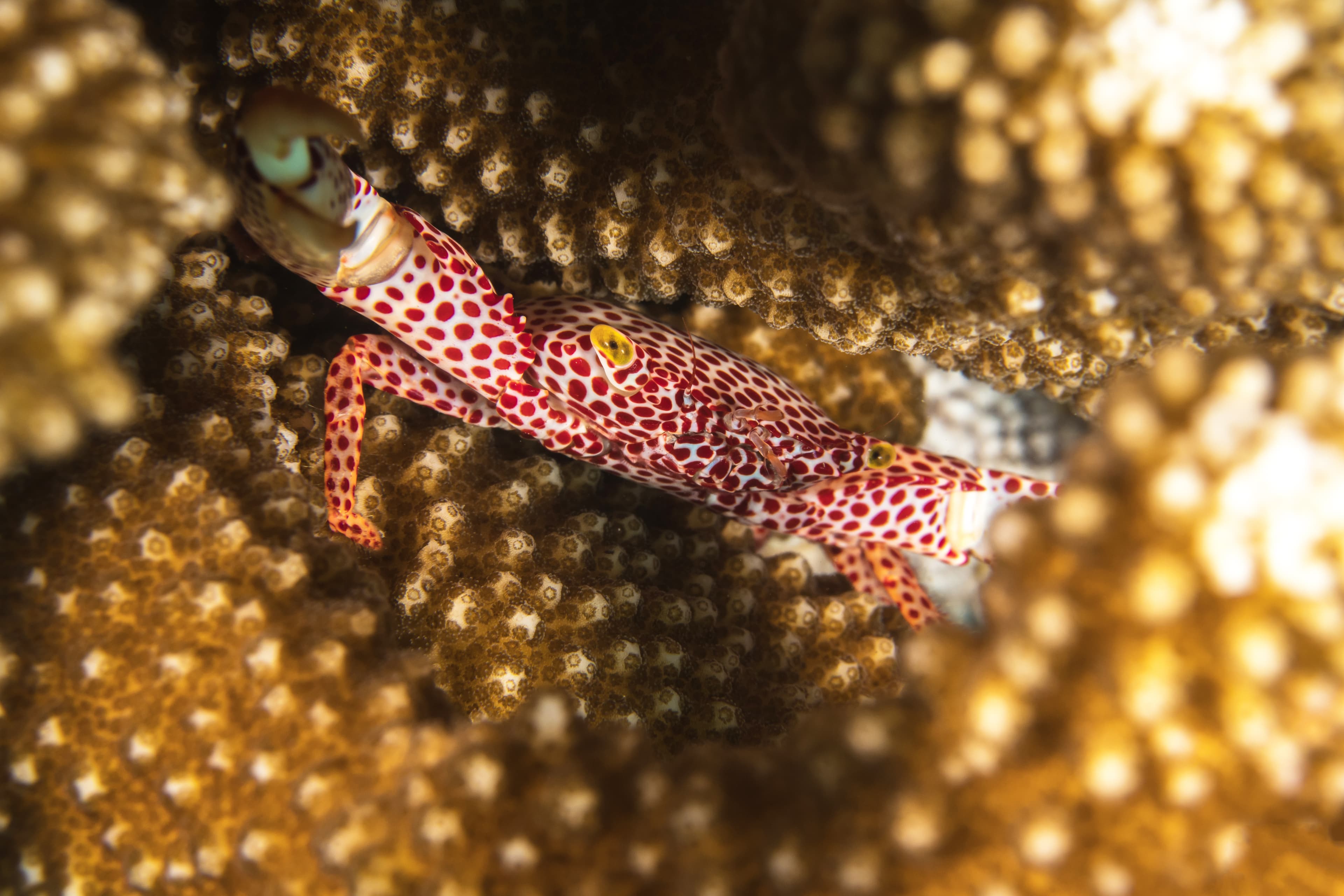 Red-spotted Coral Crab (Trapezia rufopunctata)