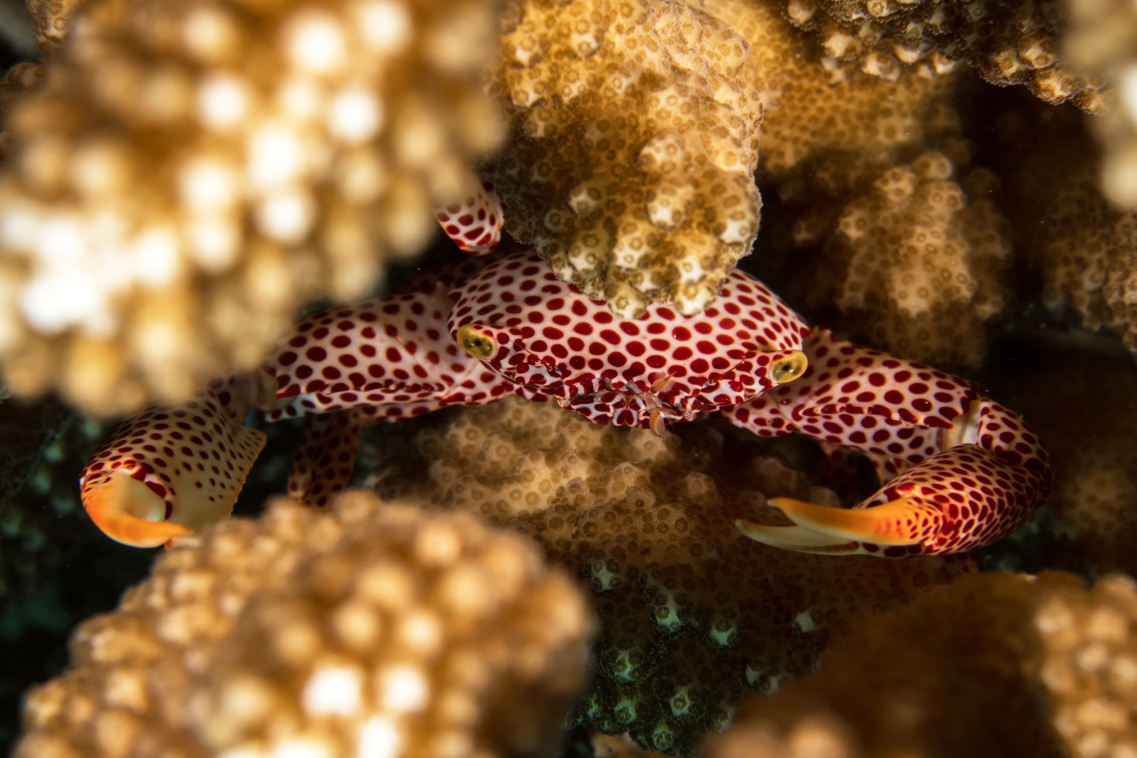 Red-spotted Coral Crab (Trapezia rufopunctata)