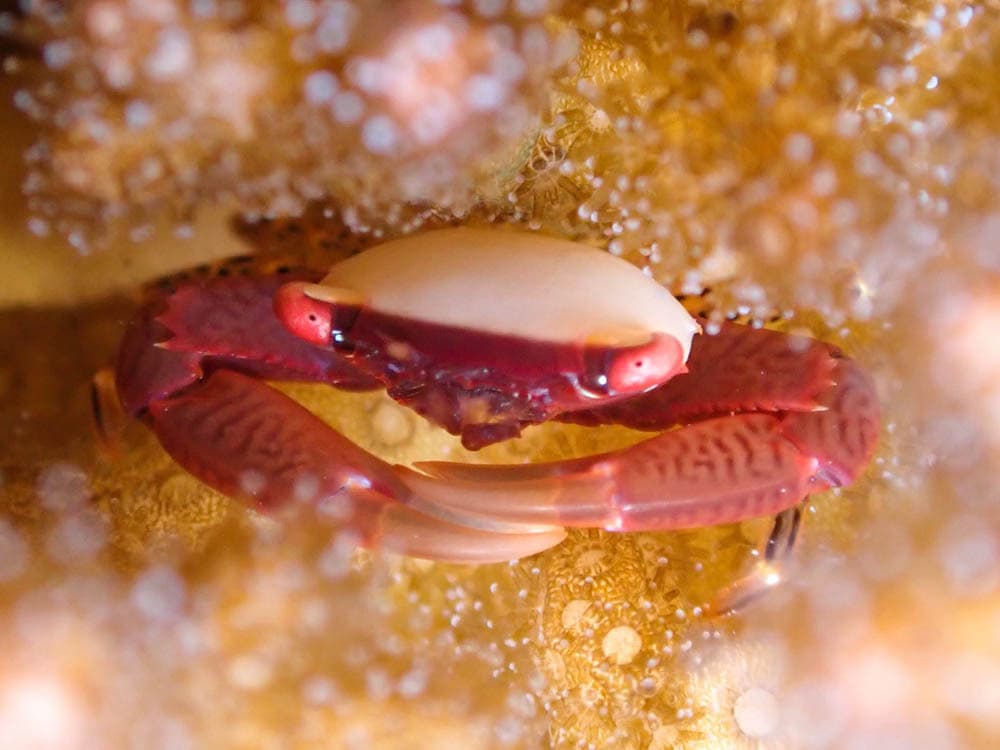 Bird's Nest Coral Crab (Trapezia guttata)