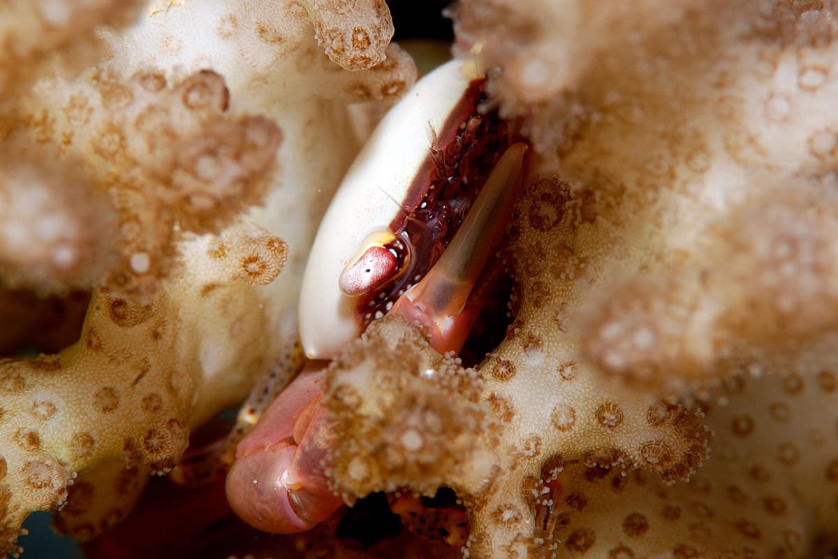 Bird's Nest Coral Crab (Trapezia guttata)