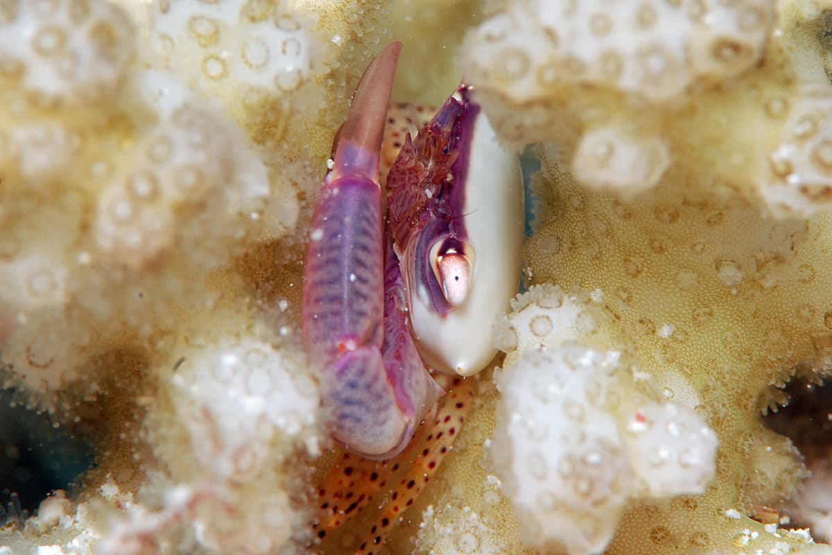 Bird's Nest Coral Crab (Trapezia guttata)