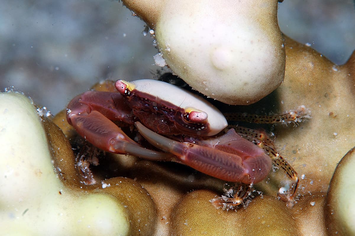 Bird's Nest Coral Crab (Trapezia guttata)