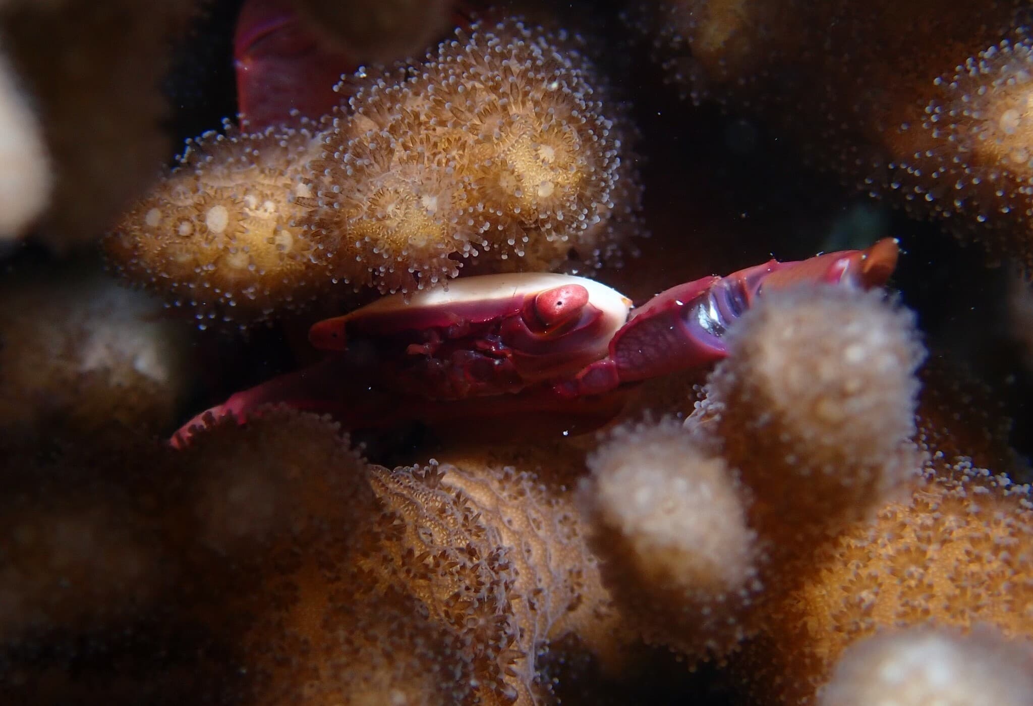 Bird's Nest Coral Crab (Trapezia guttata)