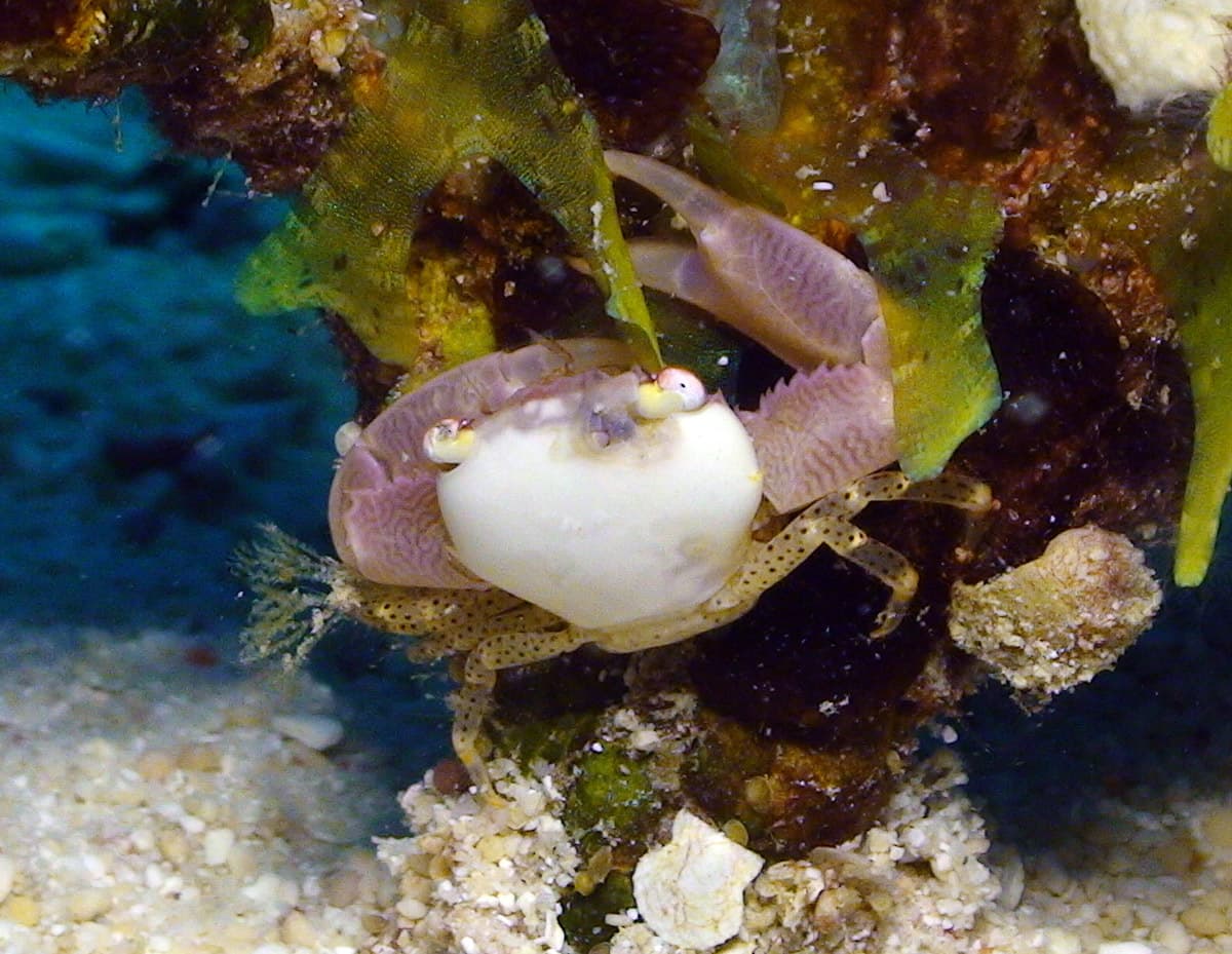 Bird's Nest Coral Crab (Trapezia guttata)