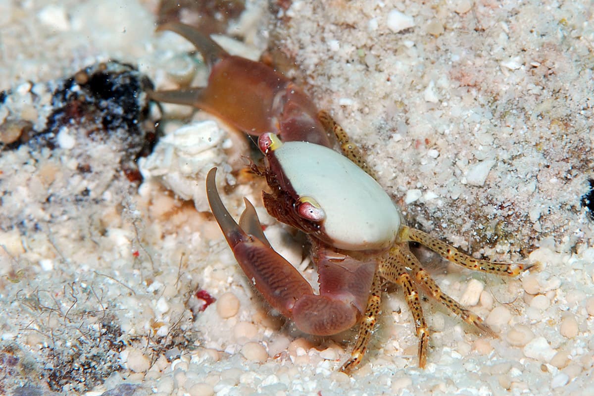 Bird's Nest Coral Crab (Trapezia guttata)