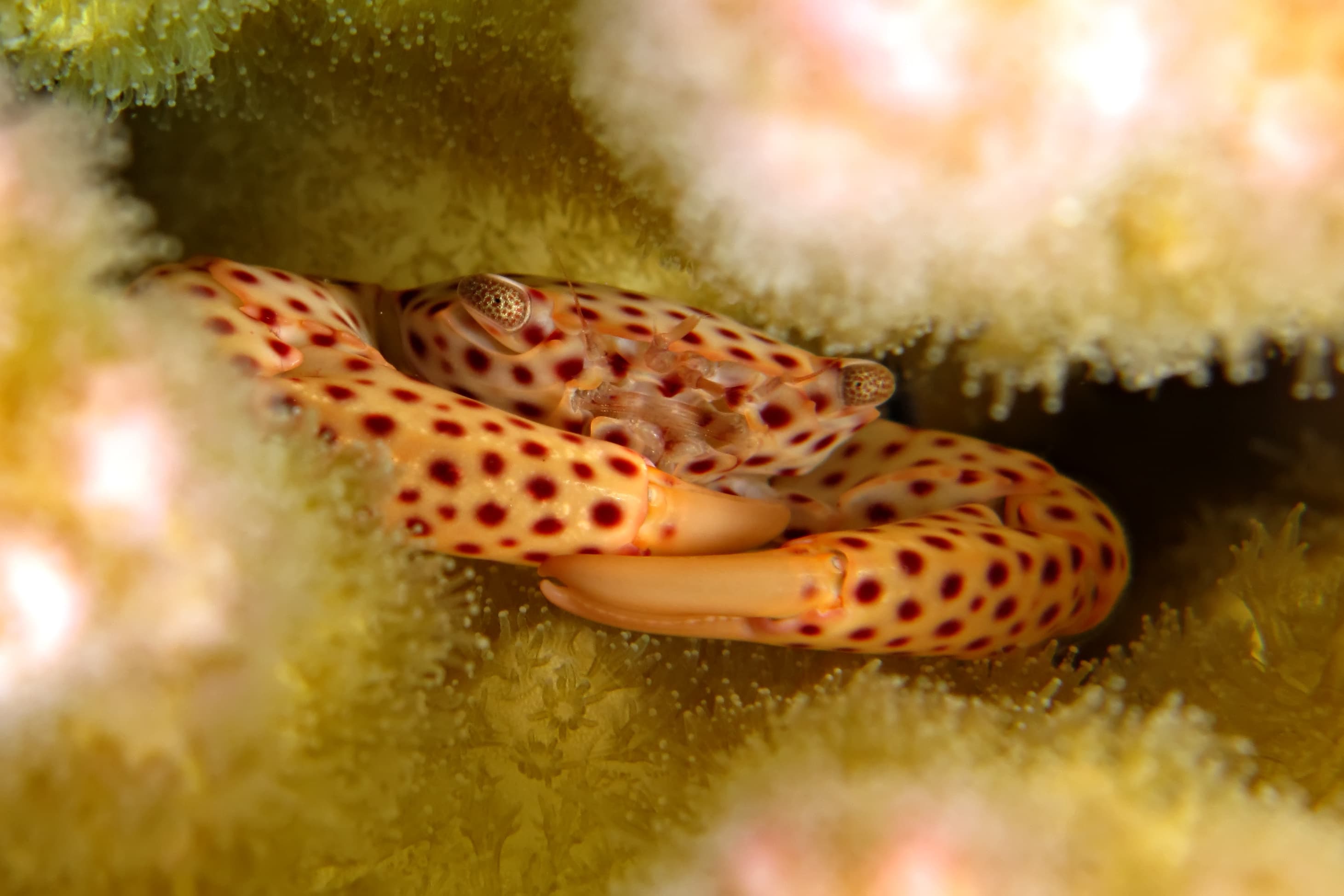 Red-spotted Guard Crab (Trapezia tigrina) in the Red Sea, Egypt