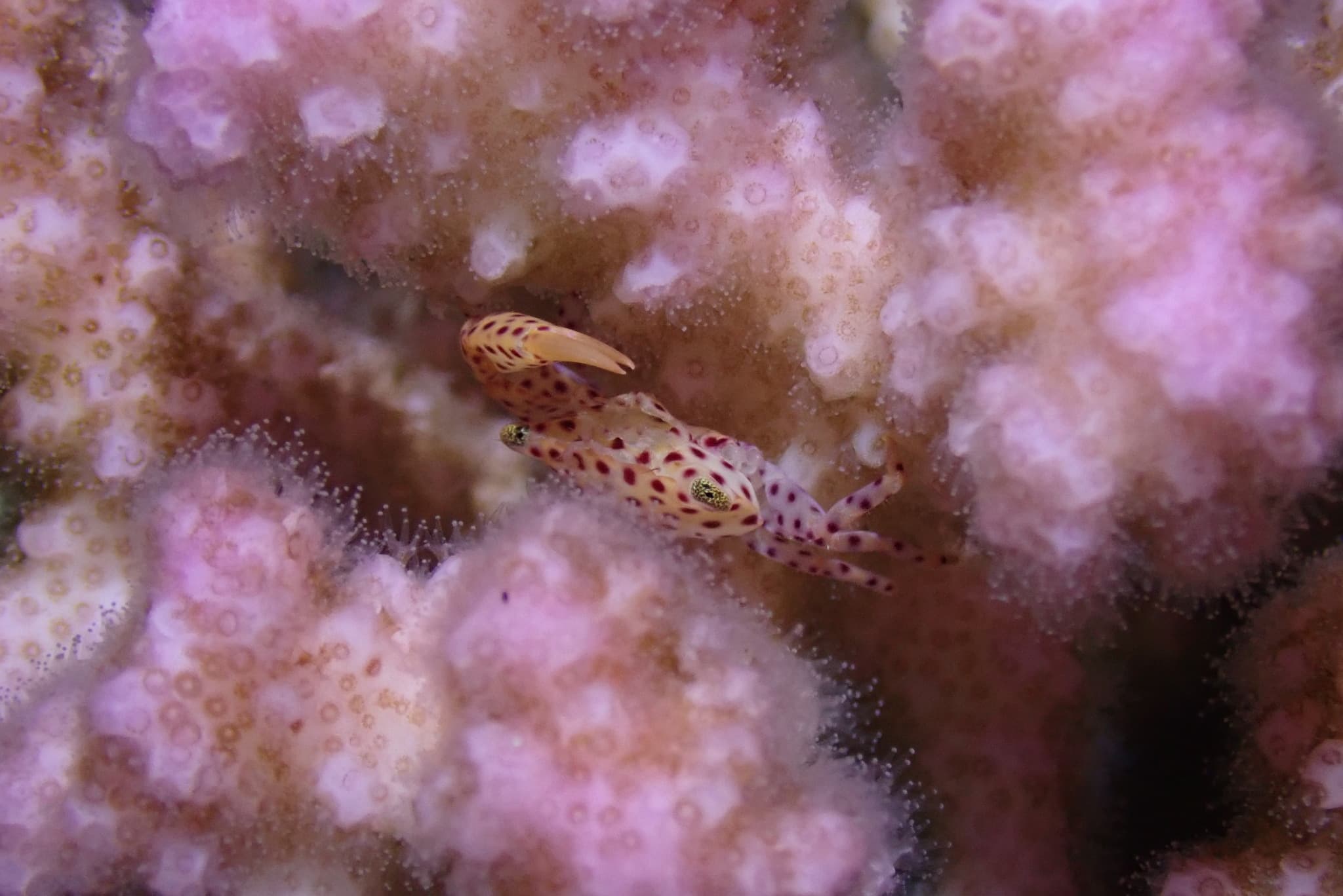 Red-spotted Guard Crab (Trapezia tigrina)