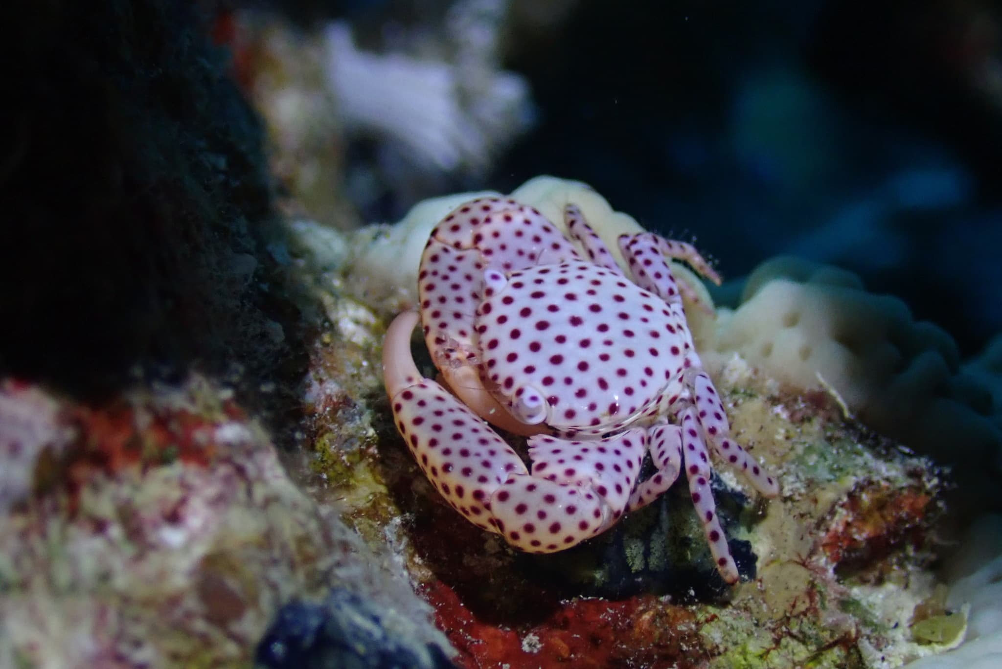 Red-spotted Guard Crab (Trapezia tigrina)