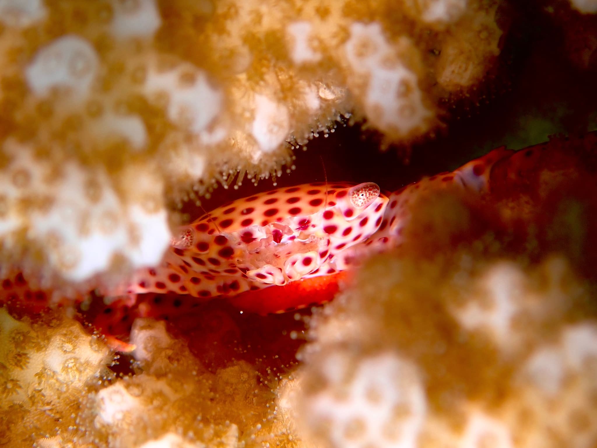 Red-spotted Guard Crab (Trapezia tigrina)