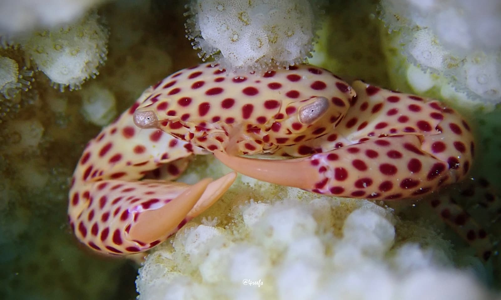 Red-spotted Guard Crab (Trapezia tigrina)