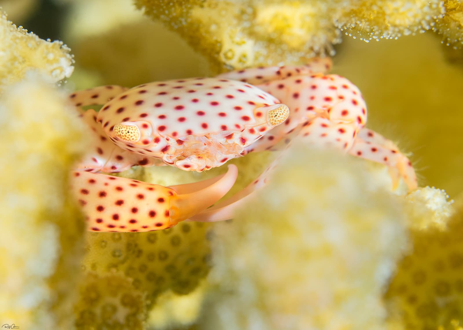 Red-spotted Guard Crab (Trapezia tigrina)