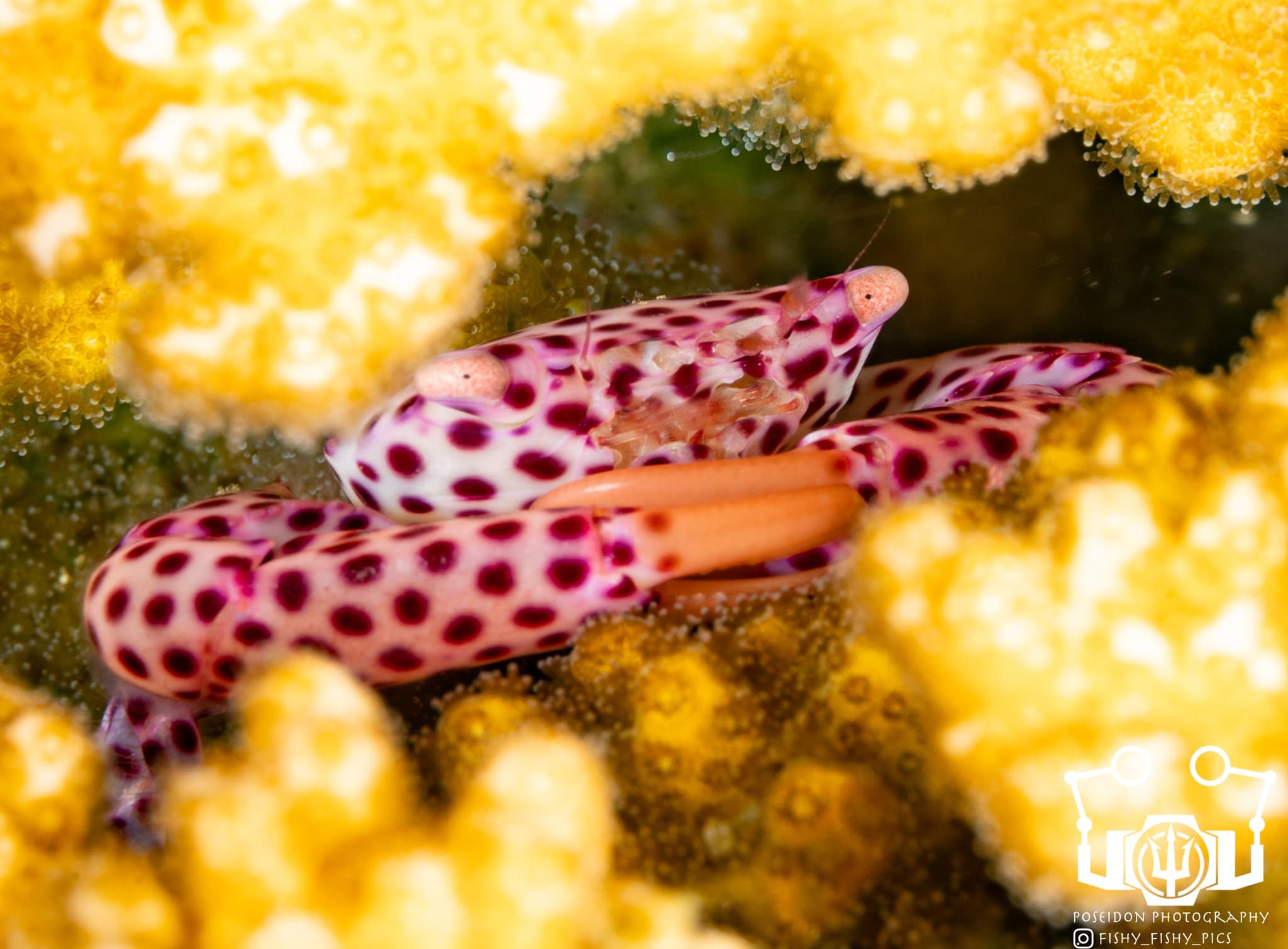 Red-spotted Guard Crab (Trapezia tigrina)